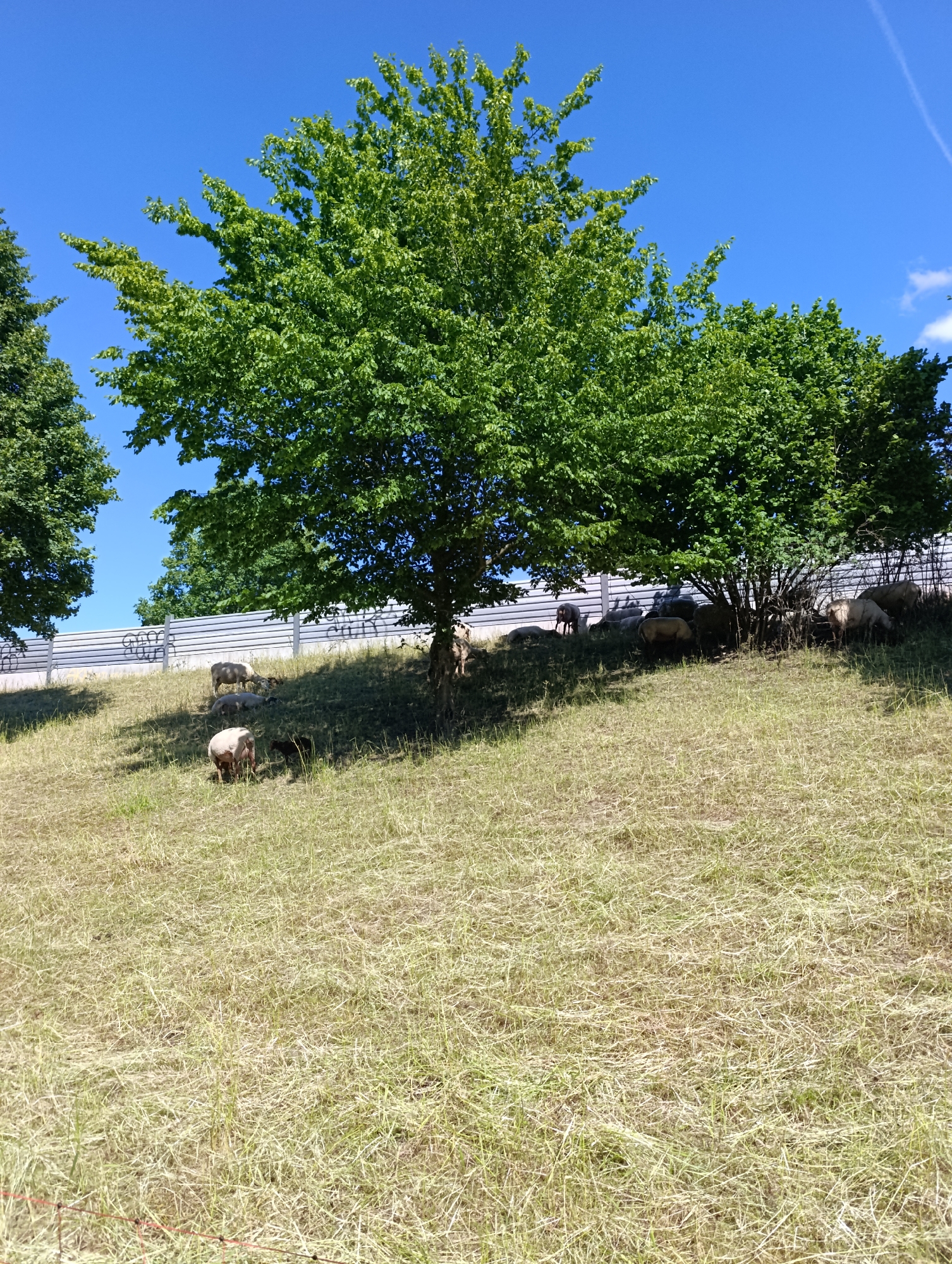 The image depicts an outdoor scene on a sunny day in Pfullingen, Germany, featuring a flock of sheep on a grassy hillside. The sky is a clear, bright blue, with a faint white contrail and a small white cloud visible in the upper right quadrant.
In the mid-ground, a gently sloping hill covered primarily in dry, light-green to straw-colored grass rises towards a light-gray sound barrier or fence that traverses horizontally across the upper portion of the slope. Several trees with dense green foliage are positioned along this barrier. A large, prominent tree stands left of center, and a cluster of bushy trees provides significant shade on the right side of the slope.
Approximately ten sheep, primarily light-colored, are scattered across the hillside, mostly in the mid-ground and upper mid-ground. One light-colored adult sheep is visible in the lower mid-ground, facing left and appearing to graze. Adjacent to it, to its right, is a small, dark-colored lamb. Further up the slope, several other sheep are seen grazing or resting in the shade provided by the trees and bushes. One sheep is lying down in the center-left.
The light-gray sound barrier exhibits white graffiti, with the word "GUT" clearly legible in block letters on the left side of the barrier, and other less distinct, stylized markings to its right. A thin, red-orange wire or string runs horizontally across the bottom-left corner of the foreground, suggesting a boundary or fence line. Strong sunlight from the left casts distinct shadows beneath the trees and the sheep. There are no people visible in the image.