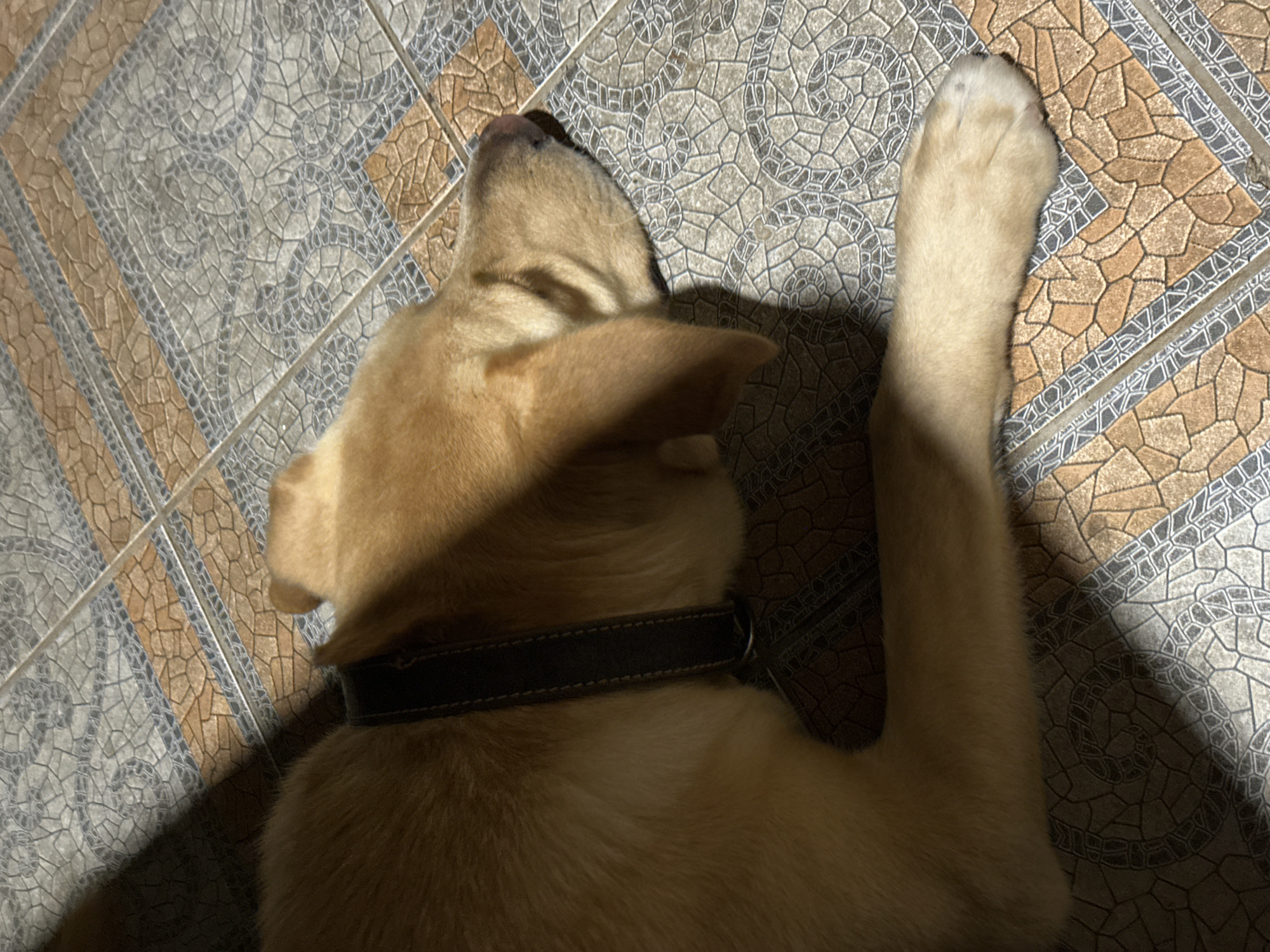 A light brown dog with a dark collar lies on a tiled floor. The dog's head is turned to the right, and its eyes are closed. The tiled floor has a pattern of geometric shapes in shades of gray, brown, and white. Sunlight casts a shadow across the dog and the floor, creating a stark contrast between light and dark areas. The setting appears to be indoors, potentially a home or a public space with tiled flooring. The dog is the sole subject in the image. There is no indication of the specific location being in Sochi, Russia.