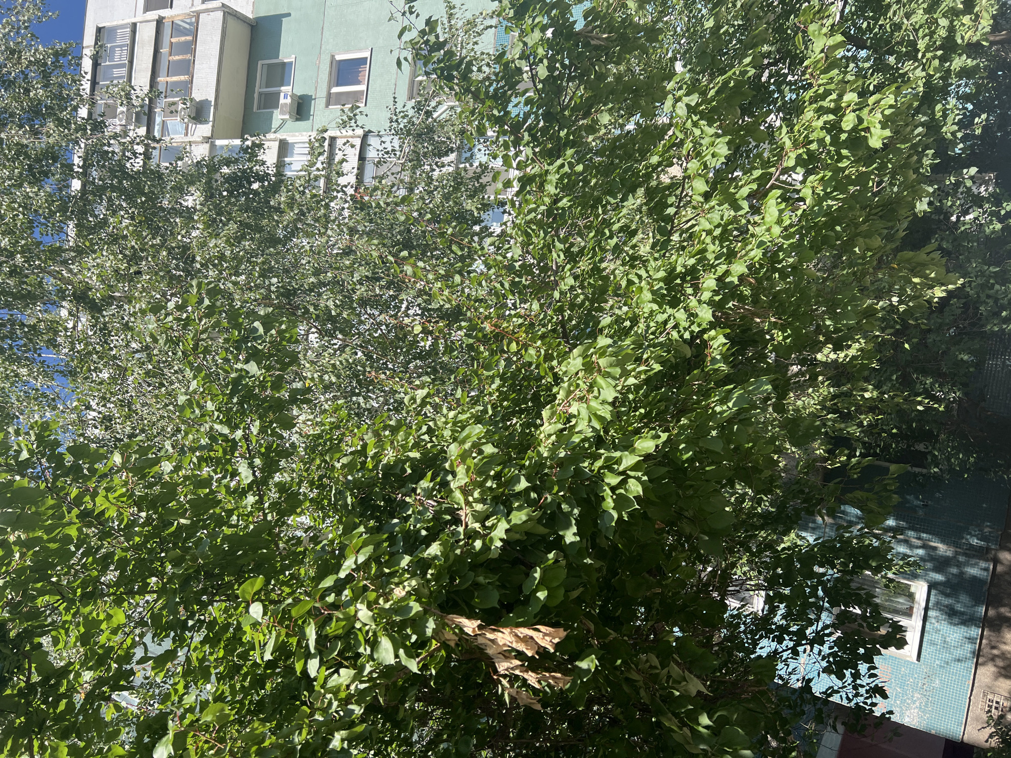 The image shows a tree with green leaves in the foreground, partially obscuring a building in the background. The building appears to be a multi-story apartment complex, with windows and air conditioning units visible. The building is painted in shades of light blue and green. The sky is visible in the upper right corner and appears to be a clear blue. Based on the architectural style and the presence of specific building elements typical of Soviet-era construction, this scene is likely located in Ulyanovsk, Russia. No people or actions are depicted in the image.