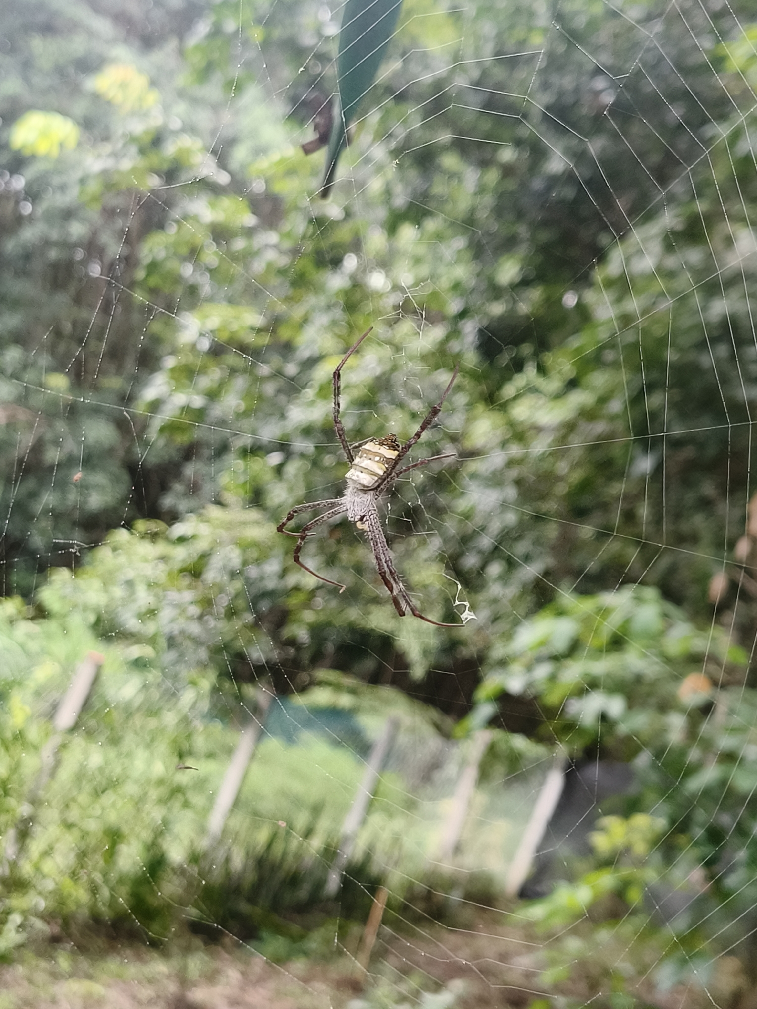 A spider is suspended in its web in a natural outdoor environment. The spider is in the center of the frame, with its legs extended. The web is intricate and detailed, with fine strands stretching out in all directions. The background is blurred, showing lush green foliage, suggesting a garden or natural setting. There are no people or human-made structures visible in the immediate vicinity, besides what appears to be a blurry fence post in the background. The overall scene evokes a sense of nature's delicate beauty.