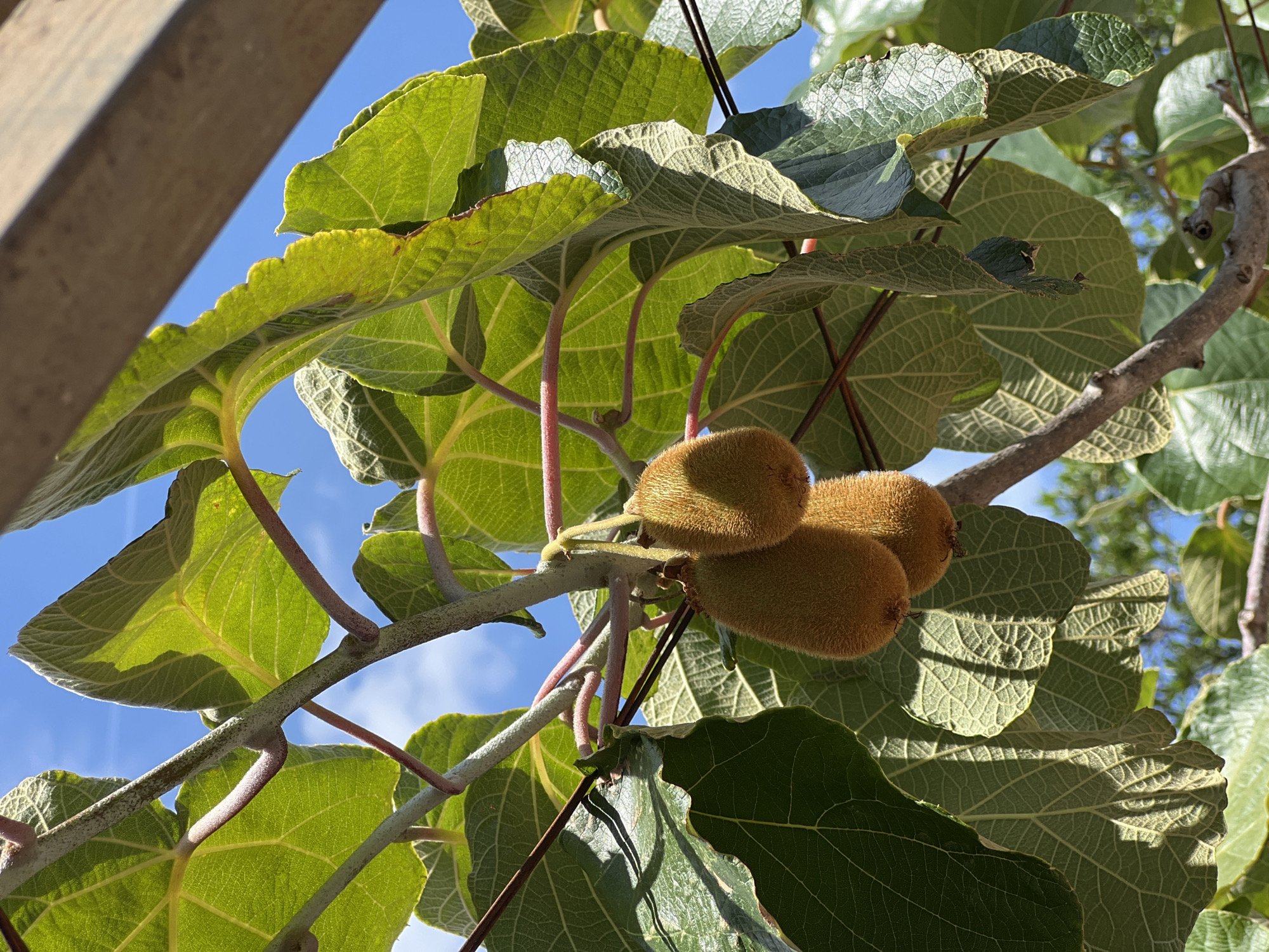 A close-up, upward-facing shot shows a kiwi vine with three ripe kiwis hanging from its branches against a bright blue sky. The kiwis are oval-shaped with fuzzy, brown skins. Large, green leaves with prominent veins surround the fruit, some of which are illuminated by sunlight, creating shadows. A wooden structure is visible in the upper right corner of the frame, suggesting the vine is growing on a pergola or arbor. The background is a clear, sunny sky with a hint of clouds. The scene is outdoors, likely in a garden or agricultural setting. There are no people or animals present. The location is Budva, Montenegro.