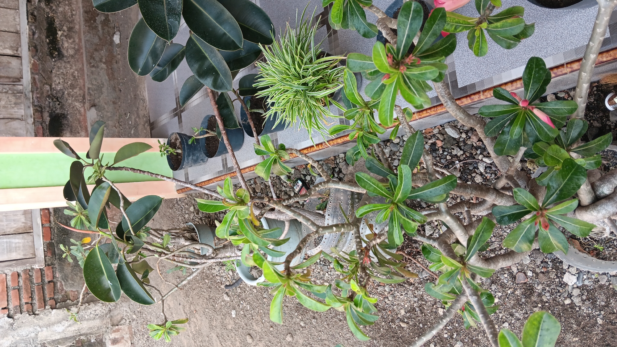 The image depicts an outdoor scene at a residence in Sonobekel, Indonesia, likely a front porch or patio area. In the foreground, several potted plants are arranged on the ground and a tiled surface. A prominent plant with thick, gnarled branches and green, leathery leaves occupies the lower half of the frame. Its branches extend outwards, showcasing clusters of leaves and a few pink buds.
Behind this main plant, to the left, is another potted plant with larger, dark green leaves, possibly a rubber plant. To the right of this, a smaller plant in a black pot has thin, spiky green and white striped leaves. Further back, more potted plants are visible, including a large plant with dark, glossy leaves partially obscuring the view.
The ground surrounding the plants consists of gravel and dirt. The tiled surface appears to be a pathway or patio area, with a patterned design. In the background, a brick wall and a light-colored pillar with a green section are visible. The overall impression is a well-maintained collection of houseplants in an outdoor setting, suggesting a humid and tropical climate typical of Sonobekel. No people are present in the image.
