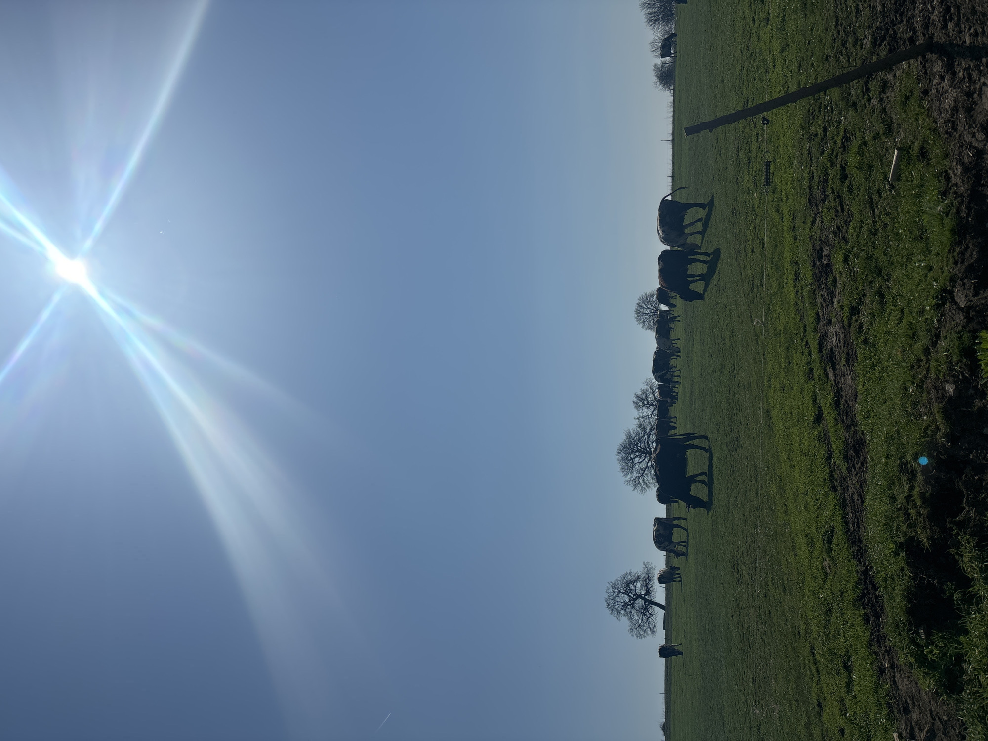 The image presents a sunlit pasture in Makariopolsko, Bulgaria. The strong sunlight dominates the left of the frame. On the right side, cattle are grazing in a field of green grass. Bare trees dot the landscape. A wooden fence post stands on the right edge of the field.