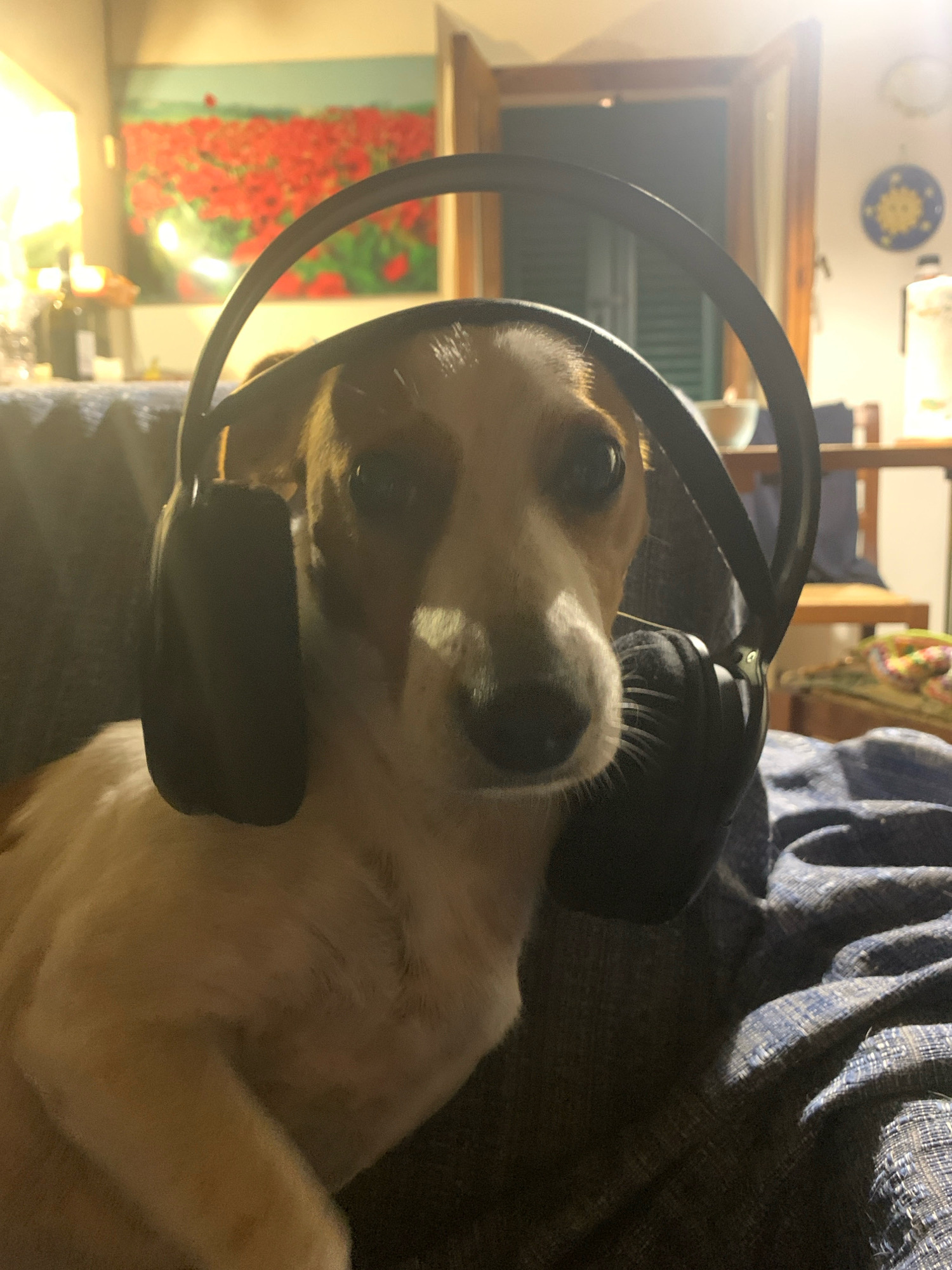 A tan and white dog with black headphones sits on a dark blue couch in what appears to be a living room. The dog is looking directly at the camera with a calm expression. The headphones are large and cover the dog's ears. The background is blurred, but it appears to be a room with a painting of red flowers on the wall, a doorway, and a table with some objects on it. The lighting in the room is warm and appears to be coming from a window or lamp. The scene is intimate and suggests a relaxed domestic setting. The location is specified as San Quirico d'Orcia, Italy.