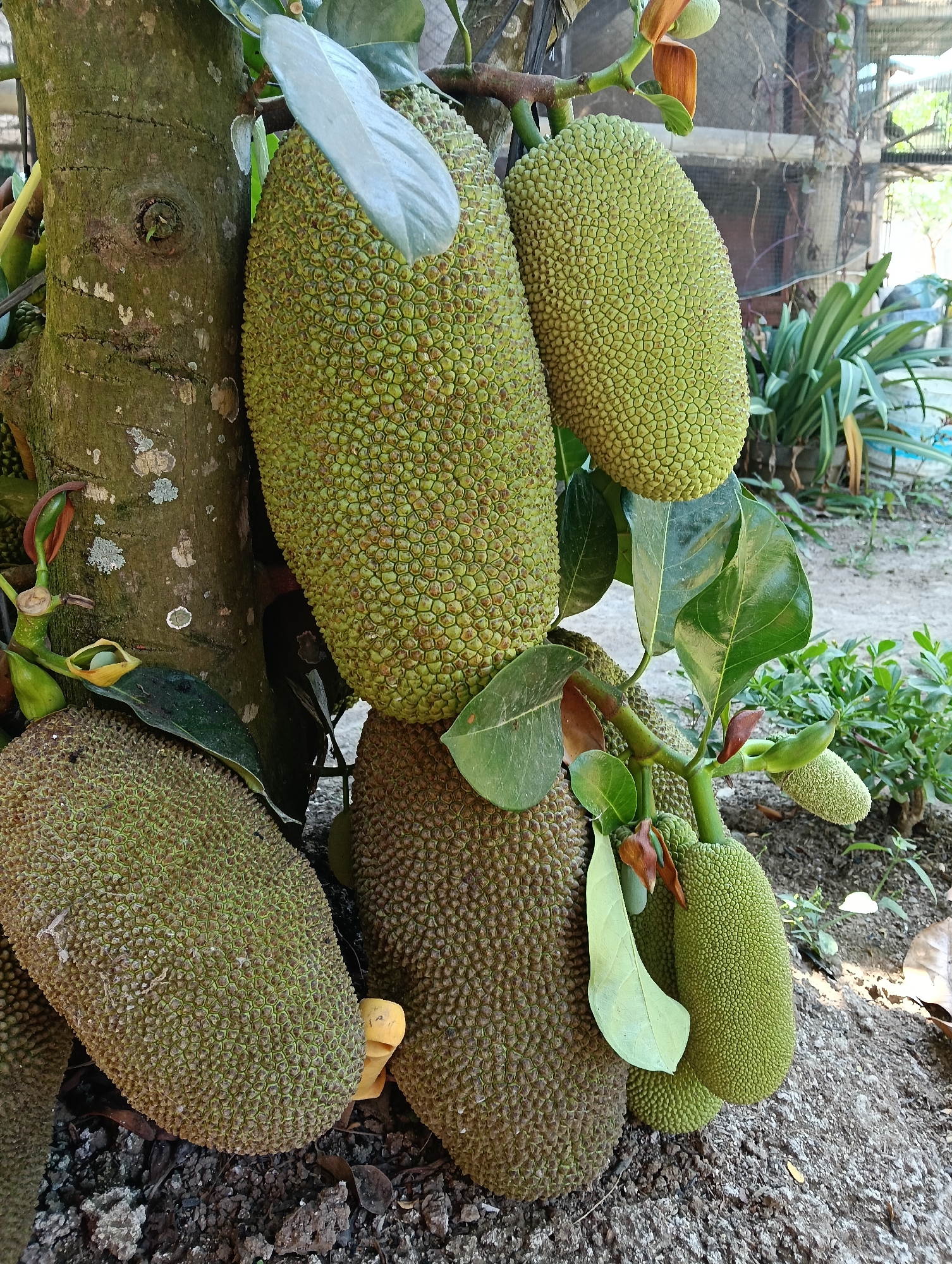 The image displays a cluster of ripe jackfruit (Artocarpus heterophyllus) growing on a tree trunk in Banjarnegoro, Indonesia. Several large jackfruits, characterized by their spiky green exteriors, are visible, with some hanging from branches and others resting near the base of the tree. The tree trunk, rough and textured, is partially covered in moss and lichen. Lush green leaves and smaller, developing jackfruits are also present, interspersed with brown, dried foliage on the ground. In the background, there is some foliage and what appears to be a fence or structure. The scene is naturalistic, suggesting an outdoor environment.