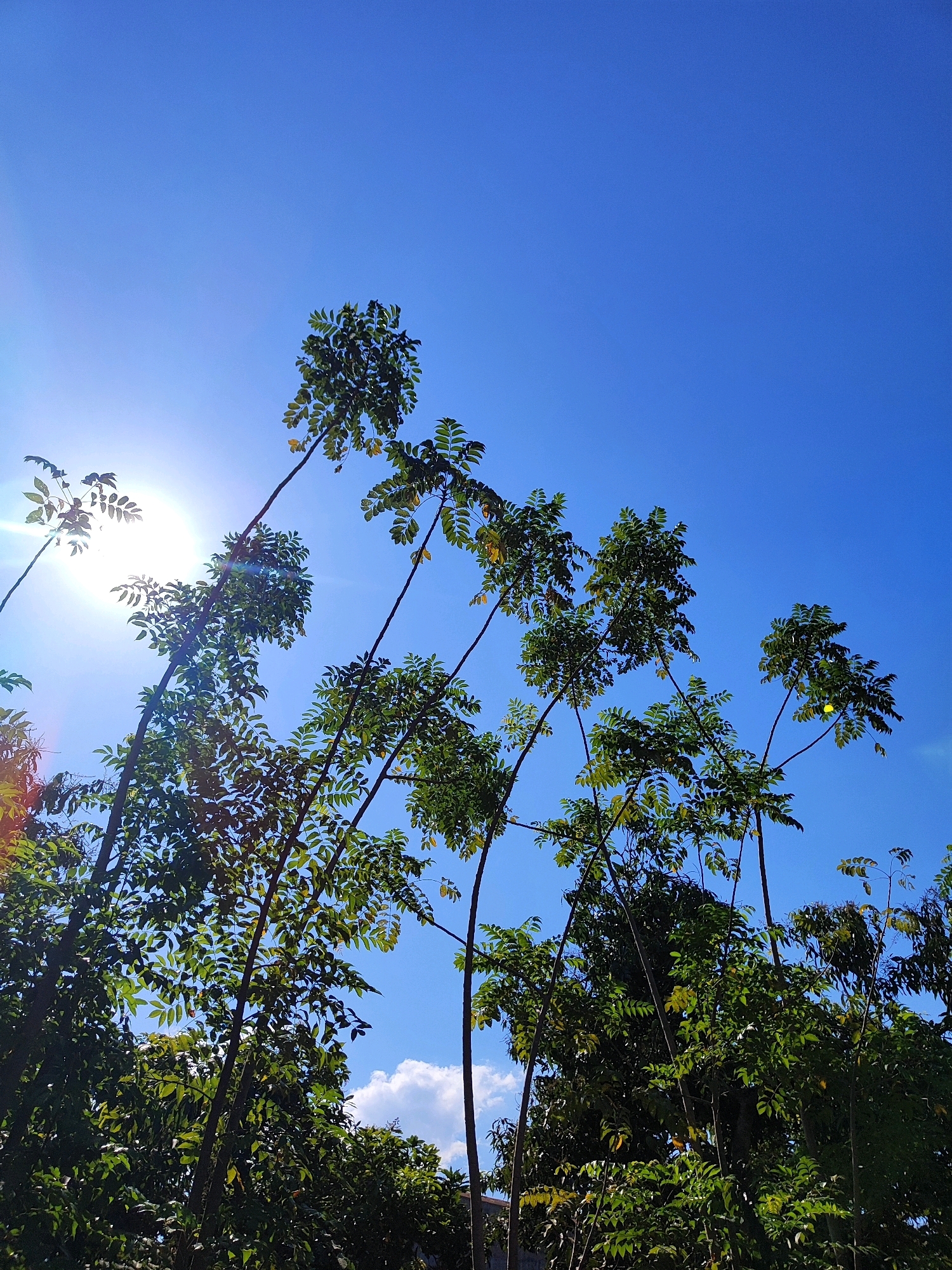 In the city of Kotakulon, Indonesia, a bright, sunny day is captured as tall, slender trees with lush green foliage reach towards a clear, vibrant blue sky. The sun's rays powerfully break through the canopy of leaves on the left side of the image, creating lens flare and illuminating the scene. In the distance, a few scattered white clouds add a touch of depth to the expansive sky. The trees are positioned at an angle, suggesting a slight incline or a view from below. The lower portion of the image is filled with dense, darker green leaves, indicating more mature trees or a thicker part of the forest. The overall impression is one of natural beauty and the invigorating presence of sunlight.