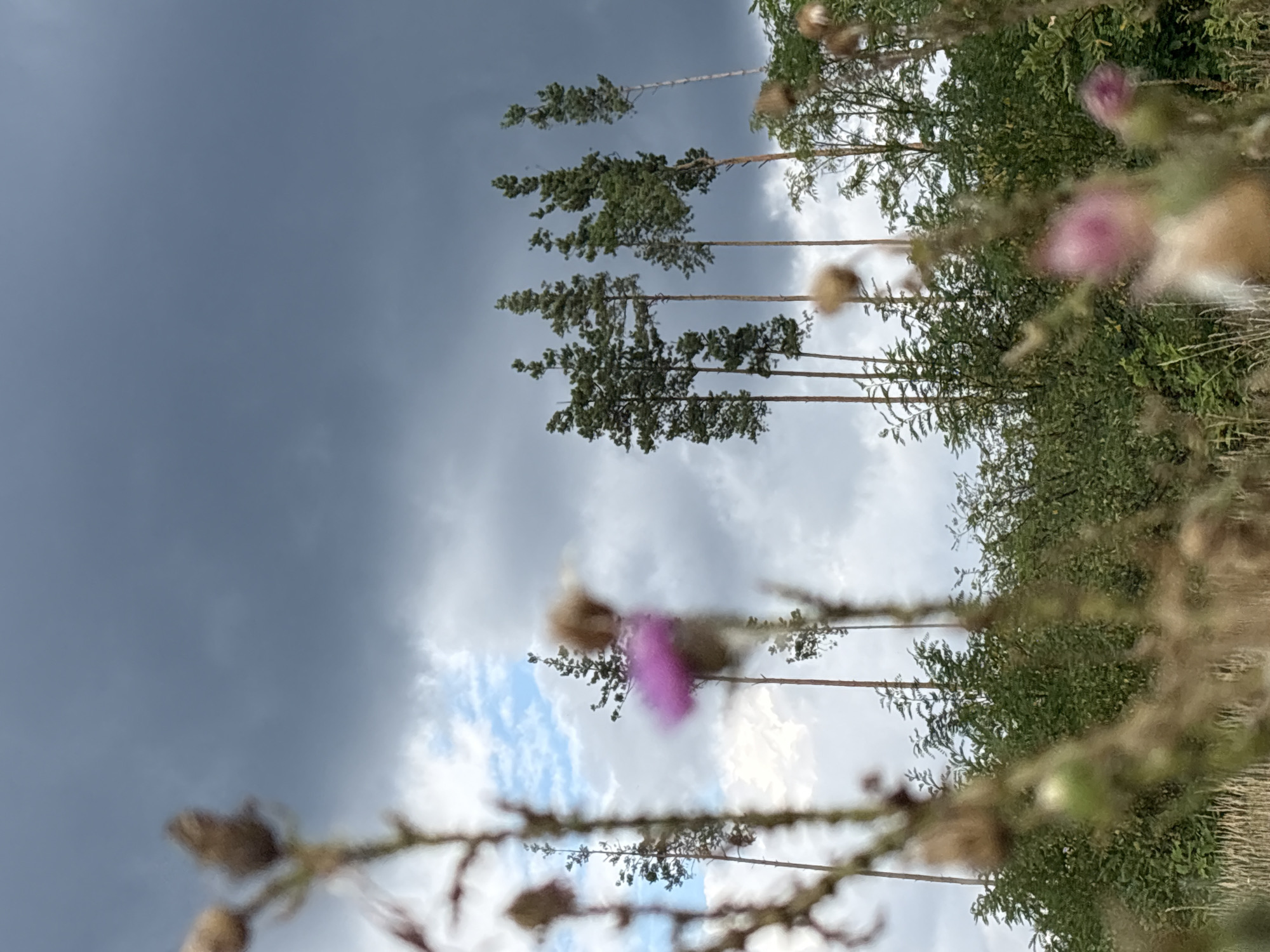 The image depicts a natural outdoor scene with a focus on vegetation against a dramatic sky. In the foreground, out-of-focus elements of dry grass and plants, some with seed heads, are visible. A striking pink flower is prominently blurred in the mid-foreground, adding a splash of color to the scene. Behind this, a line of tall, slender pine trees stands against a backdrop of heavy, dark grey storm clouds that dominate the upper portion of the frame, with patches of lighter sky and clouds interspersed. The lower part of the image shows a dense layer of green foliage, likely bushes or smaller trees, leading up to the pines. The scene appears to be a field or meadow bordering a wooded area, with the stormy sky suggesting impending rain or recent weather activity. The location is identified as Lushnikovka, Russia.