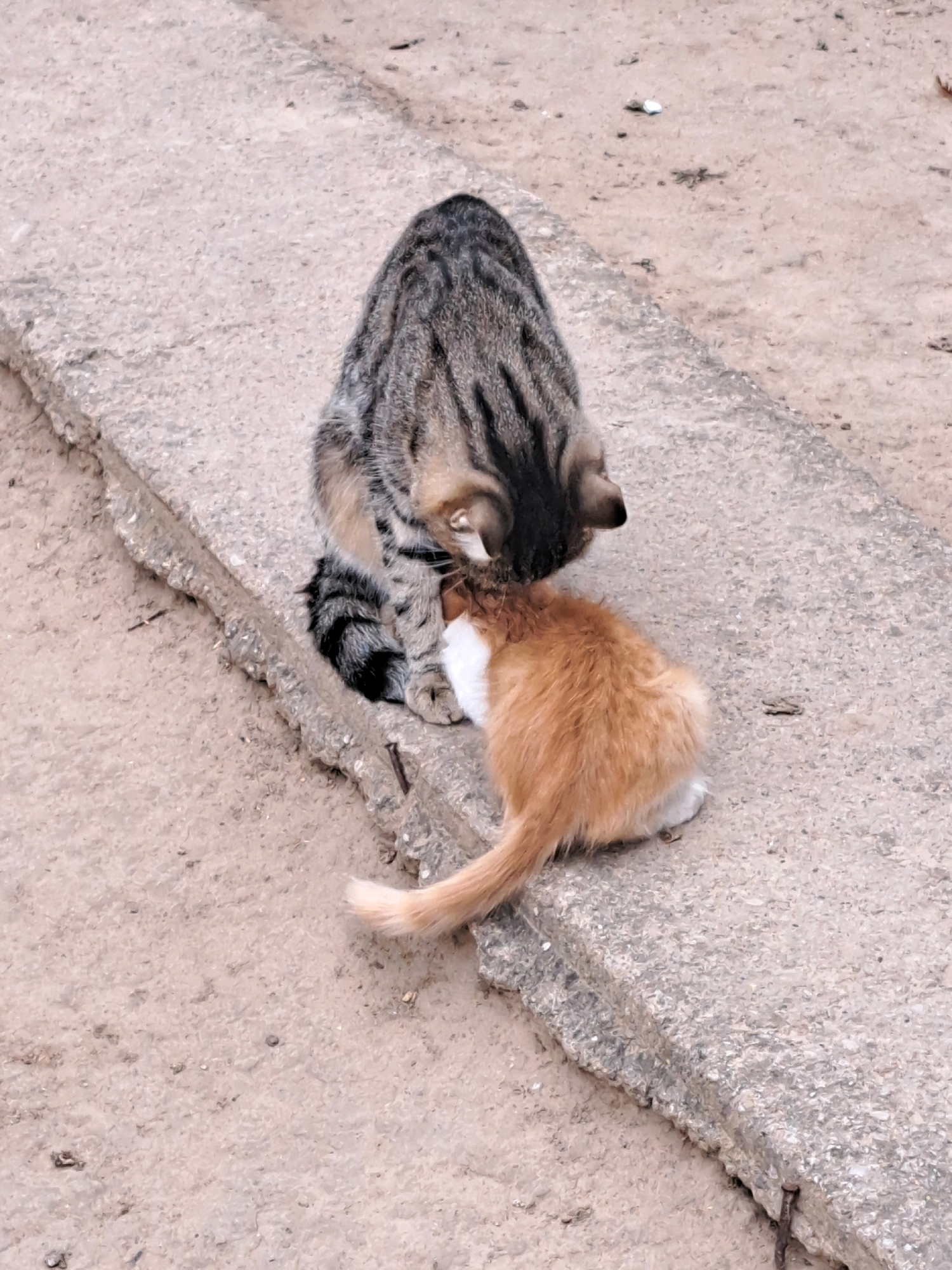 Two cats are interacting on a concrete ledge. The larger cat, with tabby markings, is leaning over the smaller, orange and white cat, appearing to groom or nuzzle it. The background consists of sandy ground with scattered debris. The scene is located in Vypasne, Ukraine.