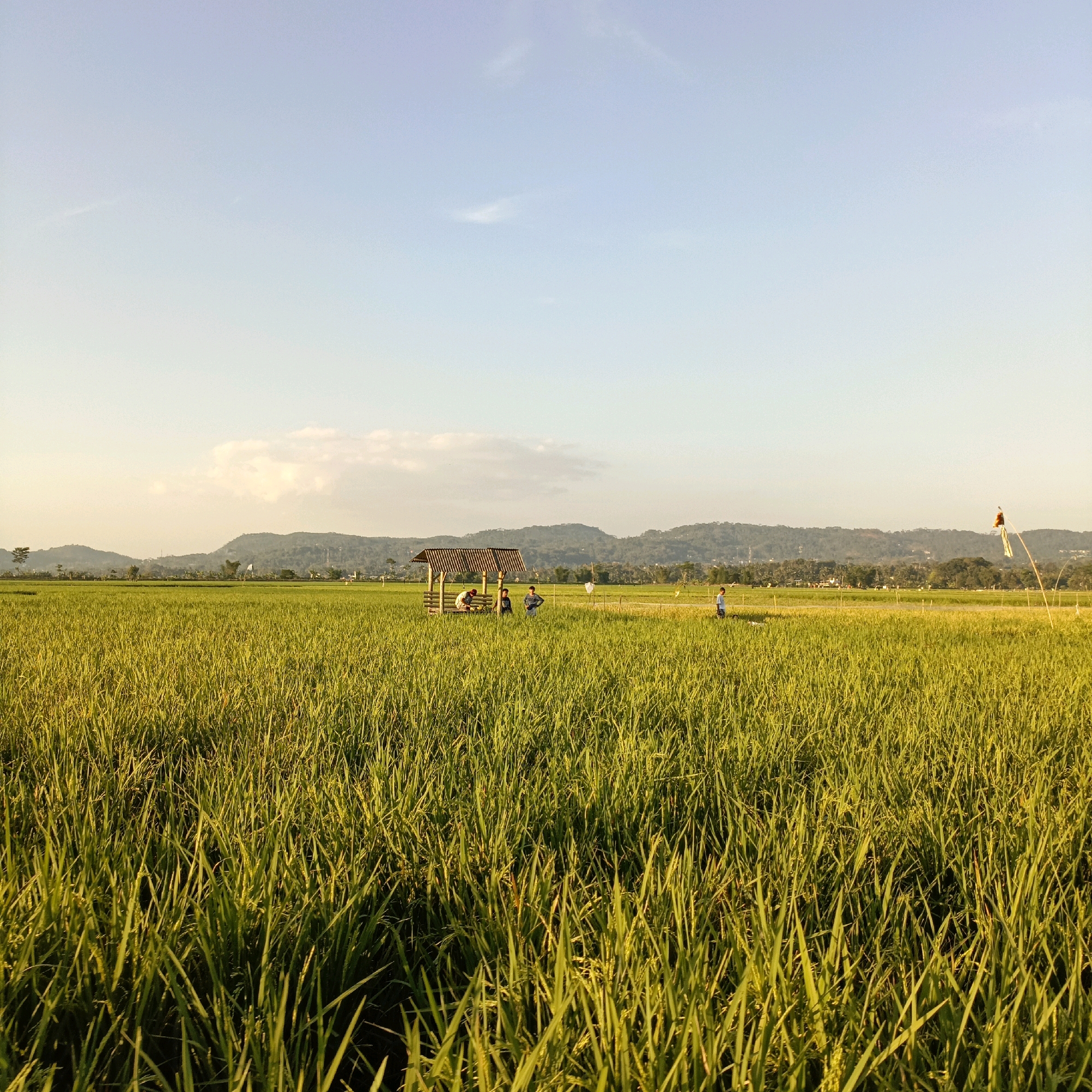 A wide-angle landscape photograph captures a lush green rice paddy field under a pale blue sky with a few wispy clouds. In the middle ground, a small, rustic wooden hut with a thatched roof stands in the center of the field, with three people gathered inside and around it. To the right of the hut, a solitary figure walks in the field. Further in the distance, rolling hills covered in vegetation form the horizon, with scattered structures and trees visible. A bamboo pole with a tattered cloth flag is planted on the right side of the frame. The scene depicts a rural setting in Rowosari, Indonesia, bathed in the warm light of what appears to be late afternoon or early morning.