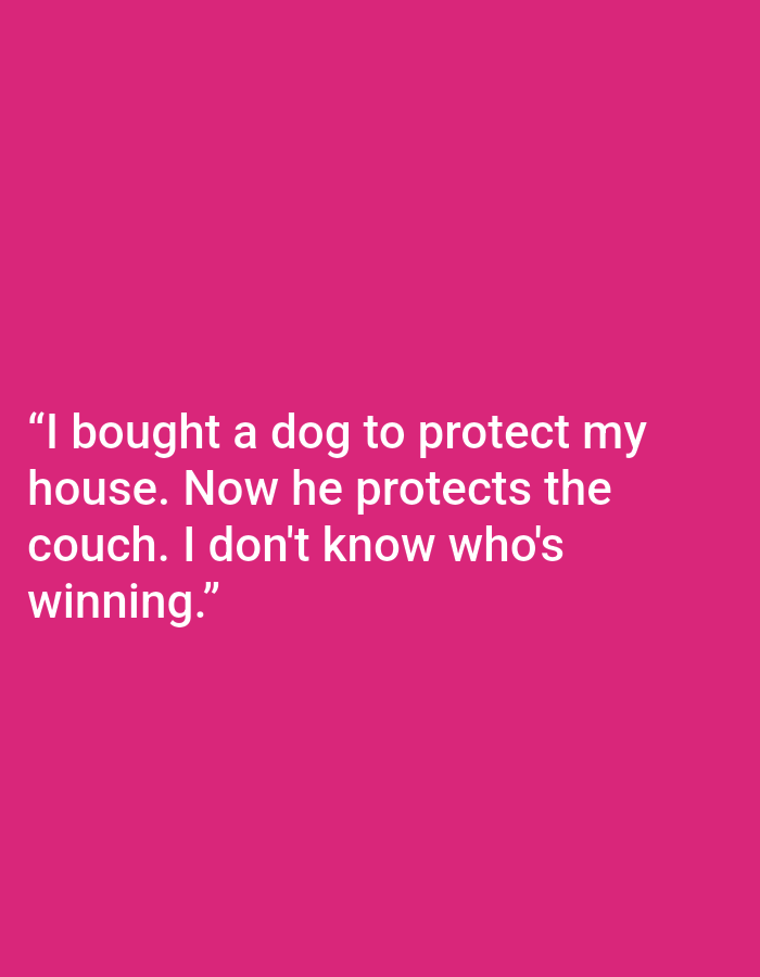 The image contains white text on a pink background. The text reads: "I bought a dog to protect my house. Now he protects the couch. I don't know who's winning." There are no people, objects, actions, interactions, or environmental details visible in the image, other than the text and background color. Therefore, it is not possible to determine any location, including Kępno, Poland.
