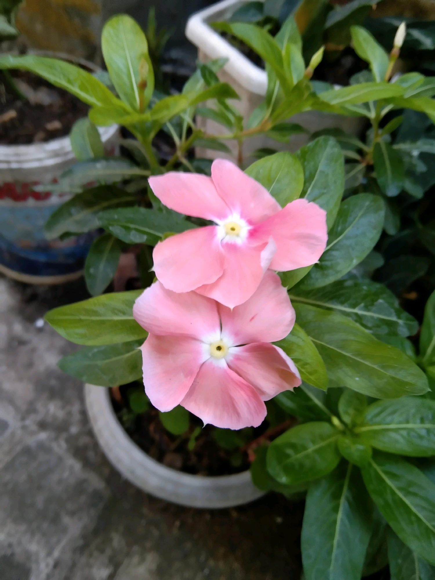 Two pink Vinca flowers bloom in a potted plant in Bondowoso, Indonesia. The flowers have five petals each, with a white center and a yellow stigma. The plant's green leaves are lush and healthy. The pot is a light gray color and sits on a gray, textured surface. In the background, other potted plants and a white pot are visible. The lighting suggests it is daytime.
