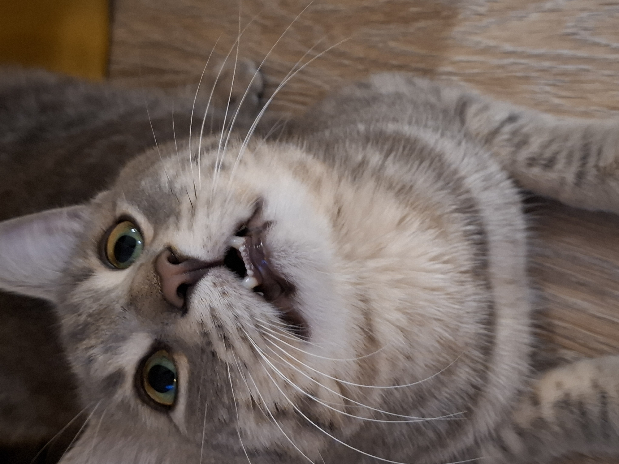 A close-up, high-angle shot shows a gray tabby cat with wide, surprised-looking green eyes and its mouth slightly open, revealing small, sharp teeth. The cat has prominent white whiskers that fan out from its muzzle. The fur is a mix of gray and beige stripes. The background appears to be a wooden floor. The image does not provide any geographical information, including the city of Zemun, Serbia.