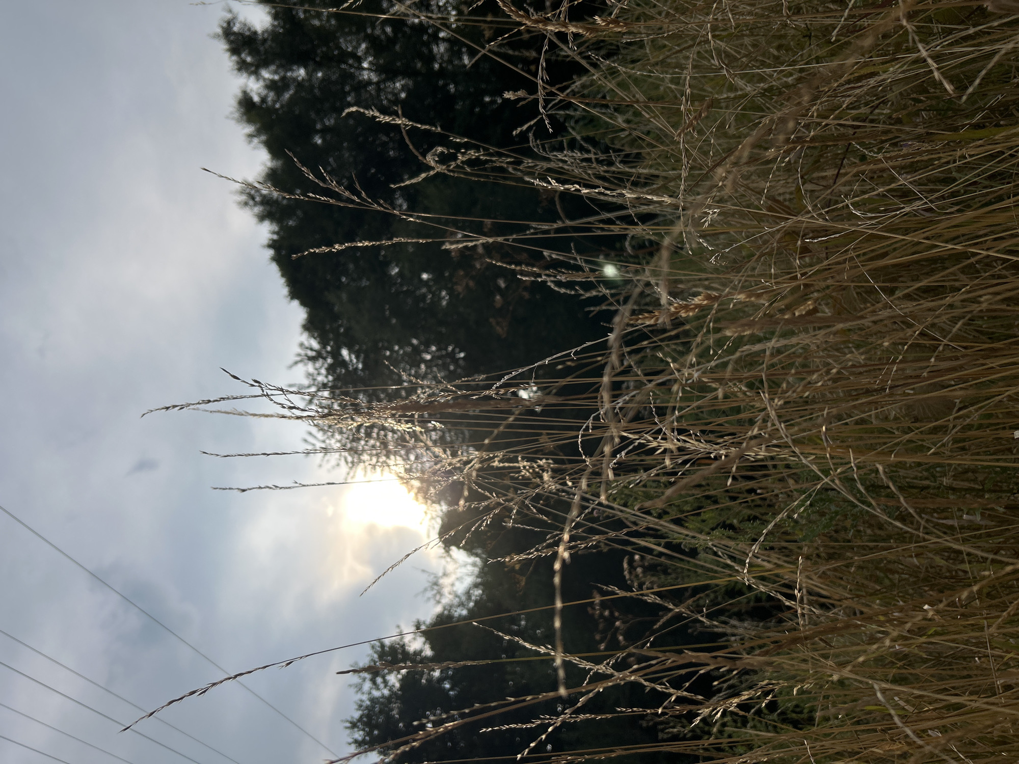 The image shows a close-up of tall, dry grass in the foreground. In the background, there are dark green trees and a bright sun shining through clouds. Several thin, dark wires run horizontally across the upper left portion of the image, suggesting the presence of overhead power lines. The scene appears to be an outdoor natural setting, possibly a field or meadow, with a forest edge visible. The lighting indicates it is likely daytime, perhaps late afternoon or early morning due to the angle of the sun. There are no people or animals visible in the image. The overall impression is one of a natural landscape bathed in sunlight. There is no specific information in the image to suggest a location within Frankfurt, Germany.