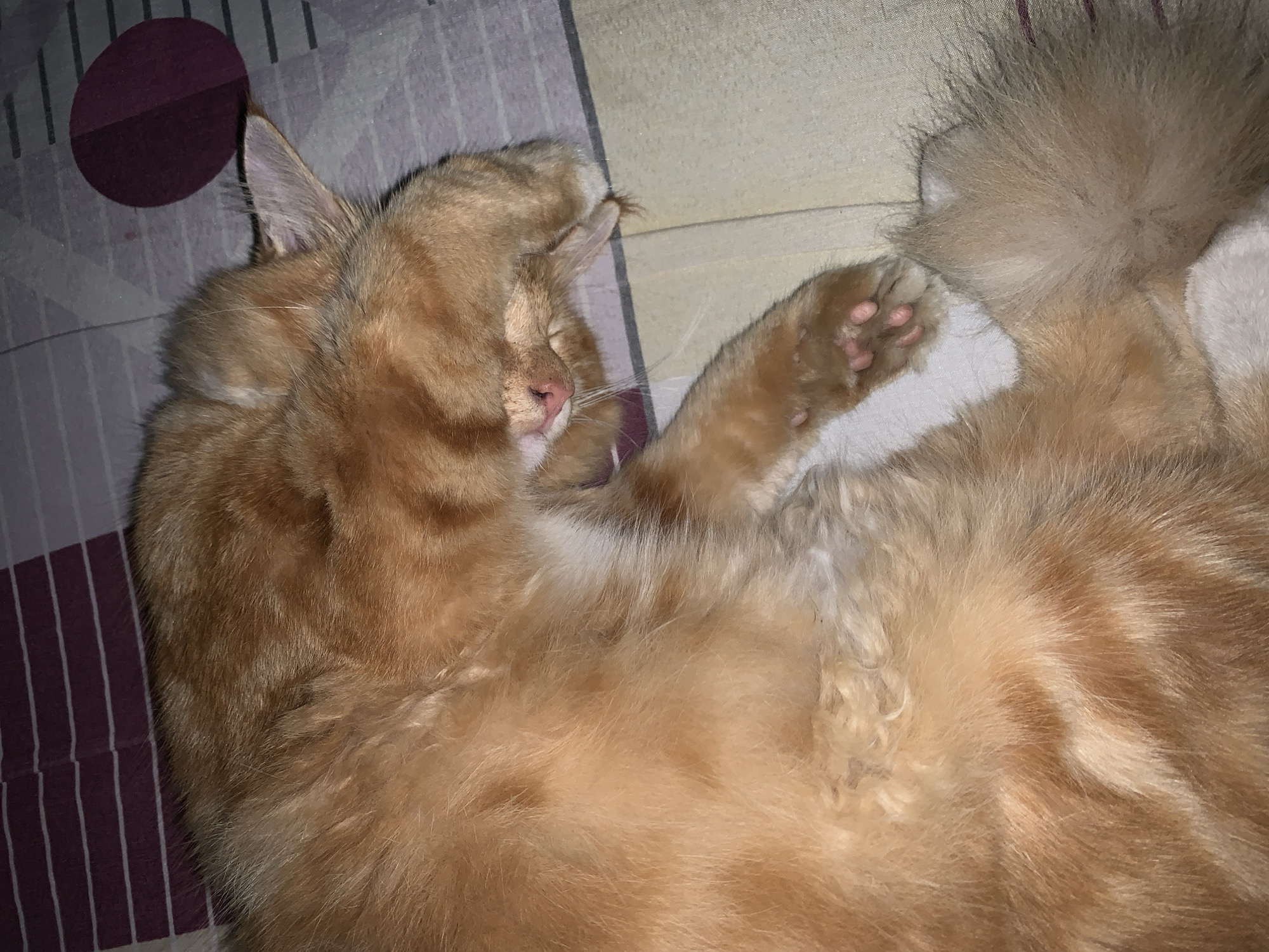 The image shows a close-up of a ginger cat sleeping on a patterned bed. The cat is curled up, with one paw covering its face and its tail fanned out. The bedding has horizontal stripes of purple and gray, and a circular purple pattern. The cat's fur is fluffy and orange with some lighter patches. The overall impression is one of peaceful slumber. This scene does not have any connection to the city of Utama, Indonesia.