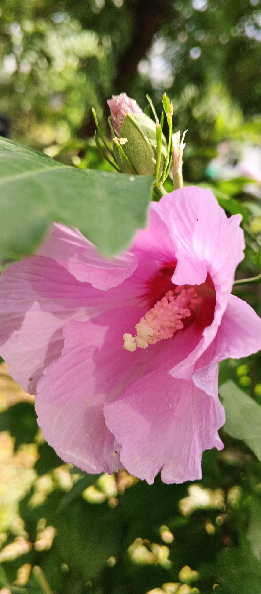 A close-up shot of a partially open pink hibiscus flower shows its delicate petals and prominent stamen with yellow pollen. The flower is in focus, with the background a soft blur of green leaves and dappled sunlight, suggesting an outdoor garden setting. The image captures the natural beauty of the bloom, with hints of a budding flower and leaves framing the main subject. The location is not specified in the image or the accompanying text, so it cannot be identified as being in Kyiv, Ukraine.