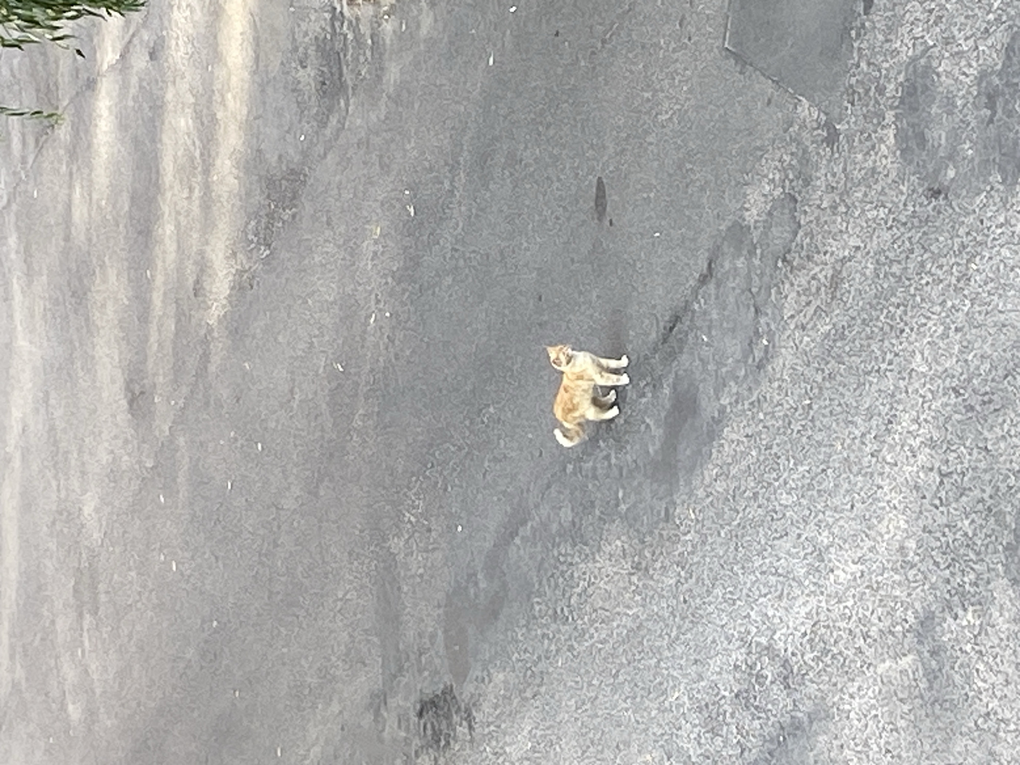 A ginger cat stands on an asphalt surface in what appears to be a city street or parking lot. The cat is facing to the left of the frame, with its tail curled upwards. The asphalt is textured and shows some discoloration and debris. In the upper right corner of the image, some green foliage is visible, suggesting the presence of trees or bushes. The overall lighting suggests it is daytime, with some shadows indicating the direction of the sun. There is no visible indication of the cat's owner or any other animals or people in the immediate vicinity. The specific location in Brest, Belarus, cannot be determined from the visual information provided in the image alone.