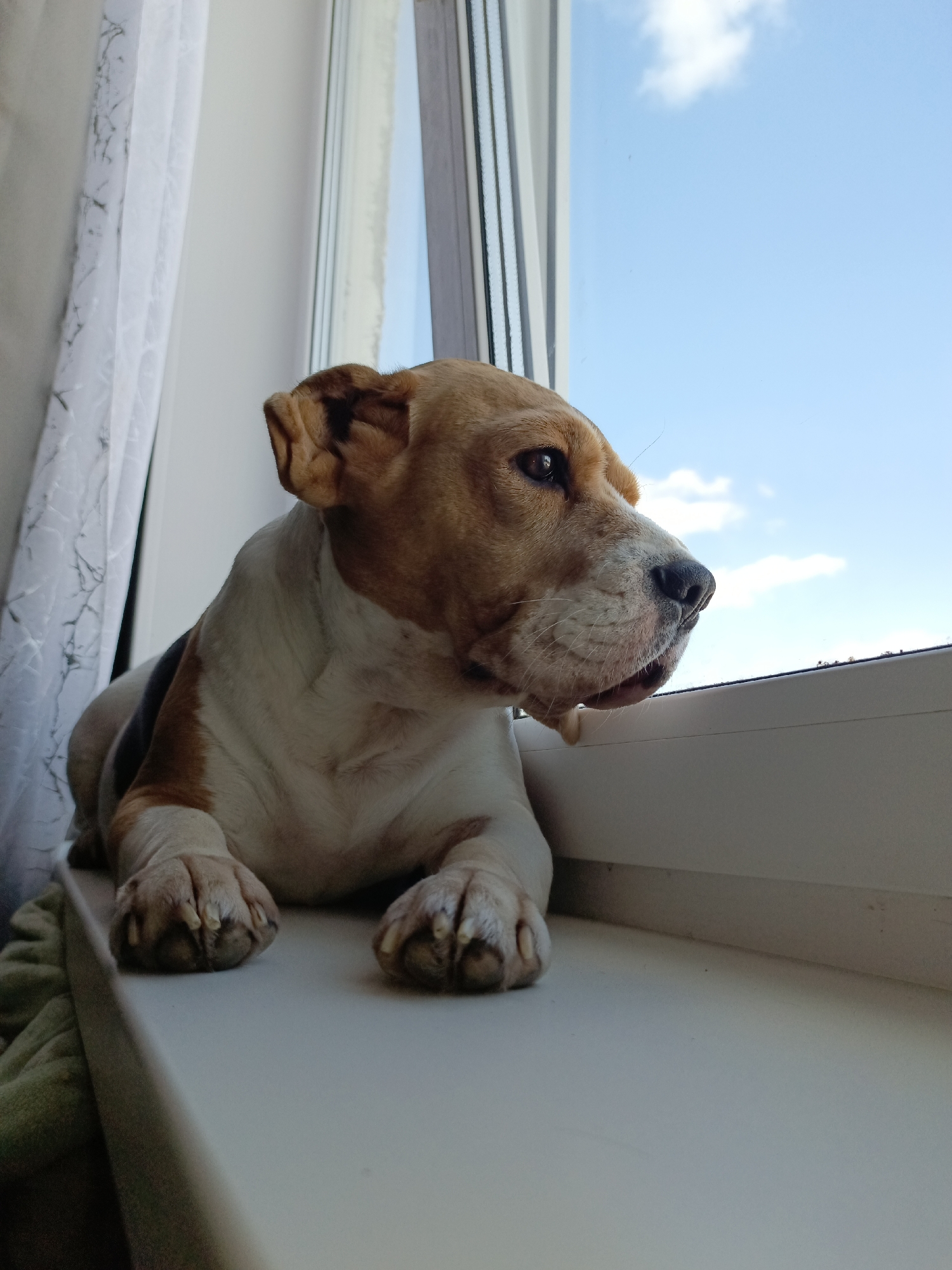 A medium-sized, short-haired dog with a tan and white coat is lying on a white windowsill. The dog's front paws are extended, and it is looking out of the window towards a blue sky with scattered clouds. A white curtain hangs partially visible on the left side of the window. The location is presumed to be in the city of Марковский, Russia, based on the query context, but there is no visually verifiable evidence of the specific location within the image.