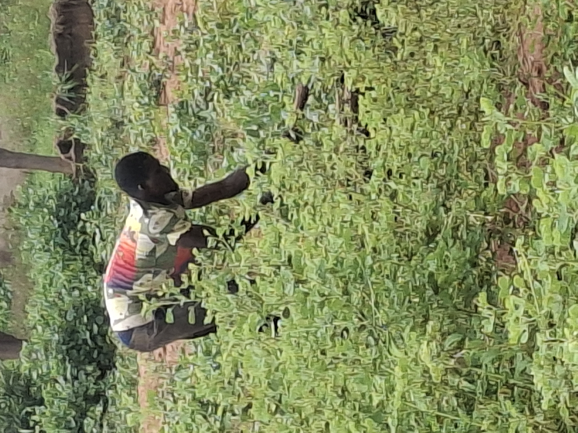 A young boy with dark skin and short dark hair, wearing a multi-colored t-shirt and dark pants, is bent over in a field of green plants. He is reaching down with his right hand towards the plants. The ground is a reddish-brown color, with patches of green vegetation and some scattered dark debris. In the background, there are more green plants and a tree trunk. The overall scene suggests an agricultural or outdoor setting. The location is identified as Tempure, Nigeria.