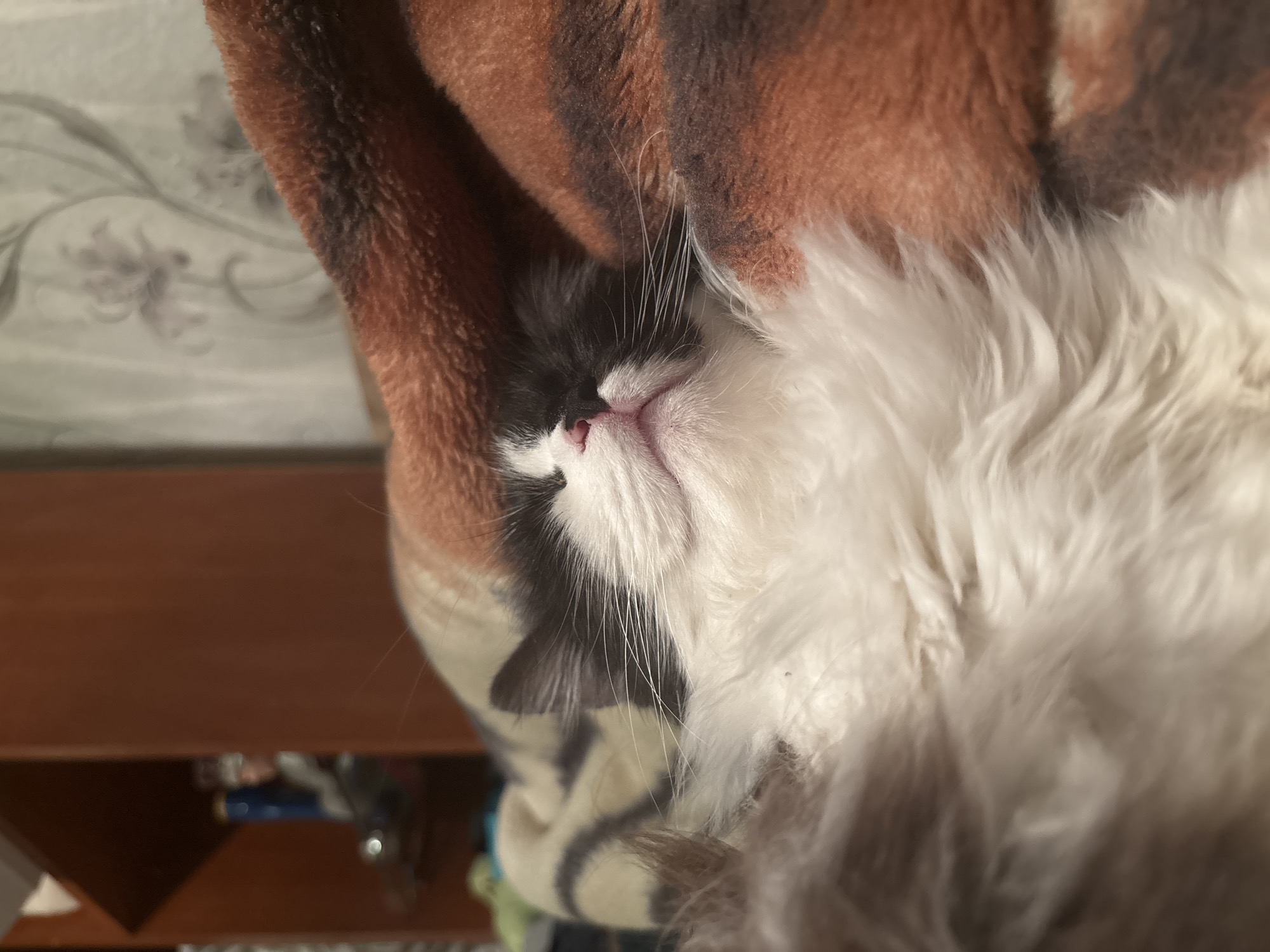 A domestic bicolored cat, predominantly black and white with long fur, is depicted sleeping indoors in Dobrovnitsa, Bulgaria. The cat's head is slightly tilted upwards, eyes closed, displaying a pink nose and prominent white whiskers. It is partially covered by and resting on a textured, plush blanket exhibiting orange-brown and dark brown striped patterns. The blurred background to the left shows a dark brown wooden shelving unit containing indistinct objects. To the right, a light-colored wall with a subtle floral pattern is visible.