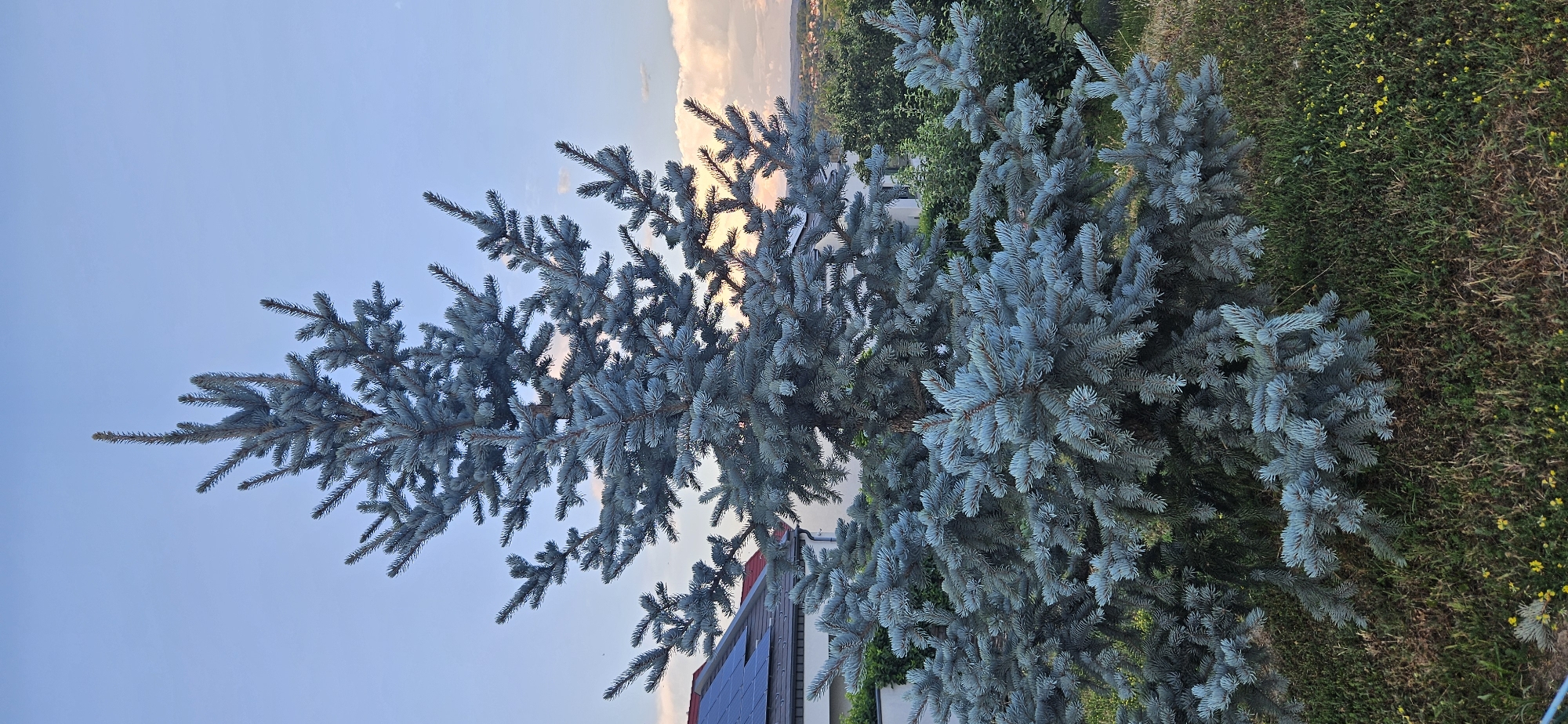 The image shows a blue spruce tree in the foreground, with its branches reaching upwards and outwards. The tree has a dense canopy of blue-green needles. In the background, there is a house with a red roof and solar panels. Beyond the house, there is a landscape with rolling hills and trees. The sky is a pale blue with some scattered clouds. The overall scene is serene and depicts a residential area on the outskirts of Hévíz, Hungary.