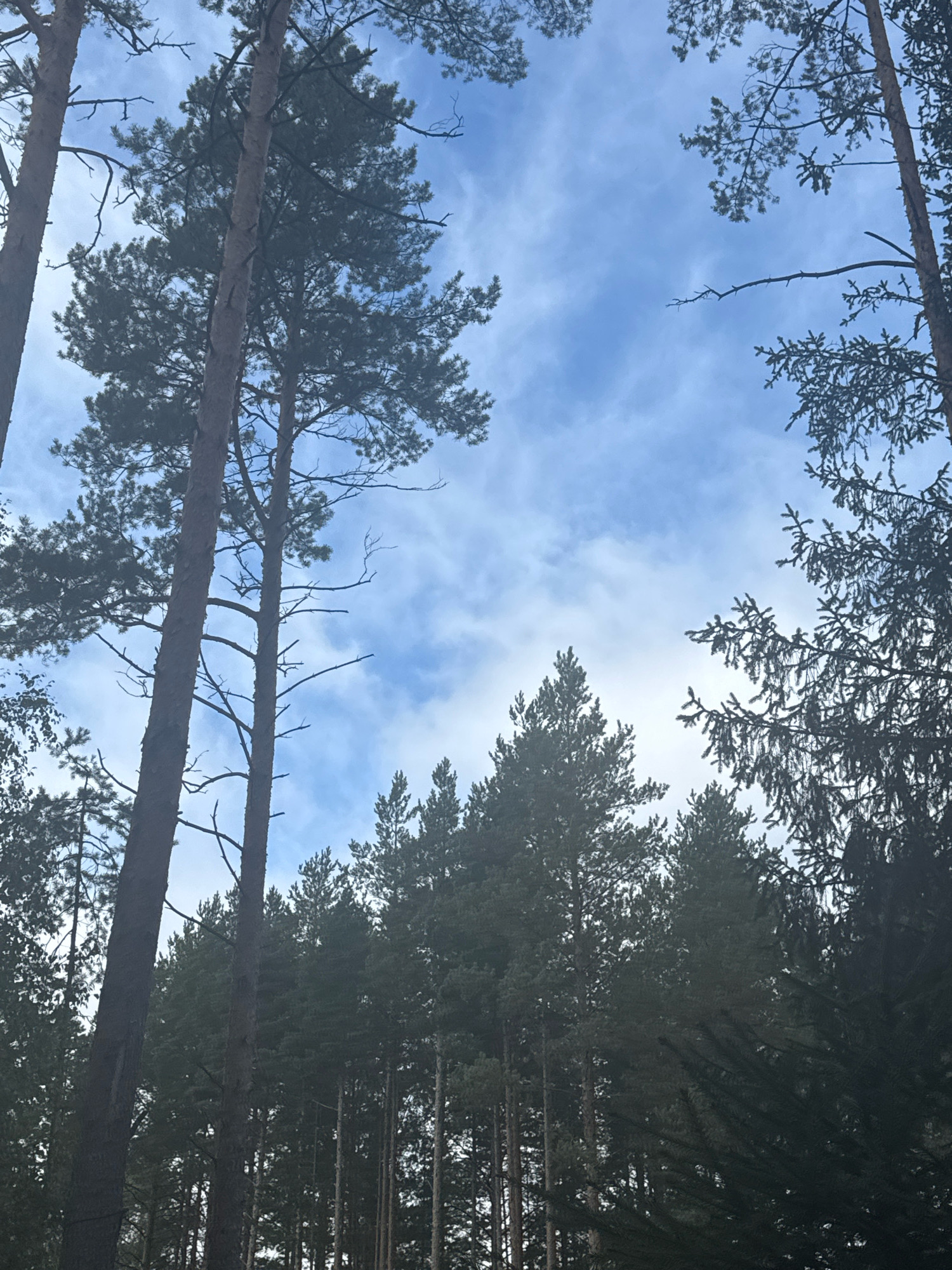The image shows a low-angle view looking up at a forest canopy with a cloudy sky. Several tall pine trees are prominent, their dark green needles contrasting with the lighter blue and white of the sky. The trunks of the trees are dark brown and textured. The branches of some trees are bare, while others are dense with foliage. The forest floor is not visible, as the perspective is entirely focused on the trees and the sky. The scene is likely a natural area within the city of Arfa, Russia, suggesting a locale that incorporates a significant amount of natural, wooded landscape.
