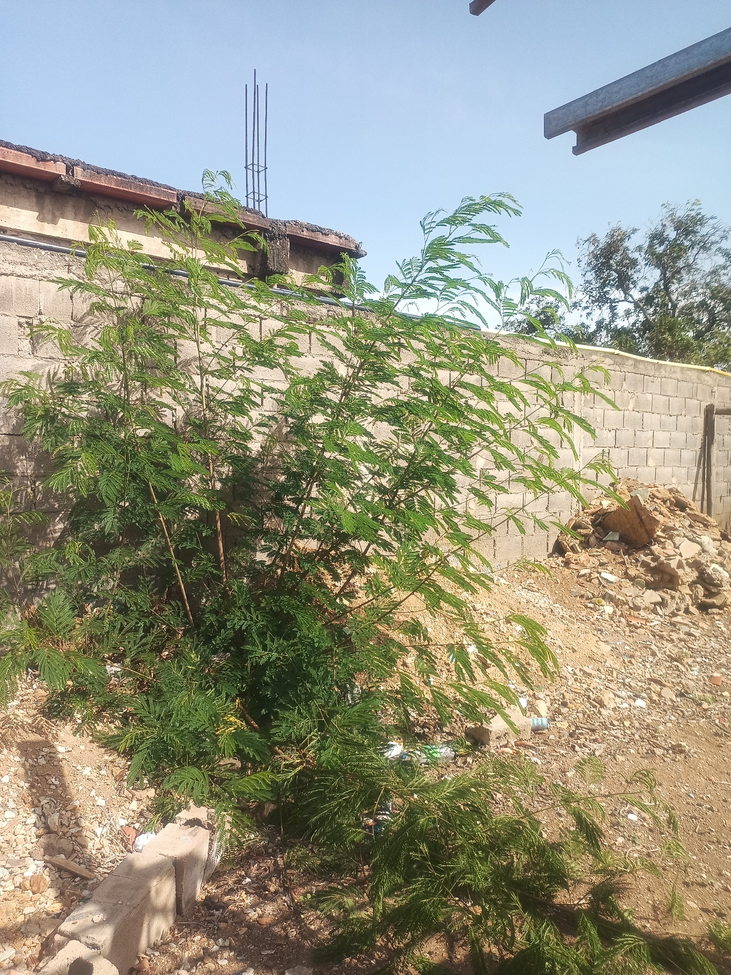 In Juan Griego, Venezuela, an outdoor scene depicts a construction site or undeveloped area. In the foreground, a young, leafy green tree with feathery foliage dominates the center, its branches reaching upwards and outwards. Behind the tree, a wall constructed of concrete blocks extends horizontally across the frame. To the right of the wall, a pile of debris, including broken concrete and bricks, is visible. The ground is covered in sand and scattered stones. In the background, more trees are discernible, and a section of a building with exposed rebar can be seen at the top left, suggesting ongoing construction or disrepair. The sky is clear and blue.
