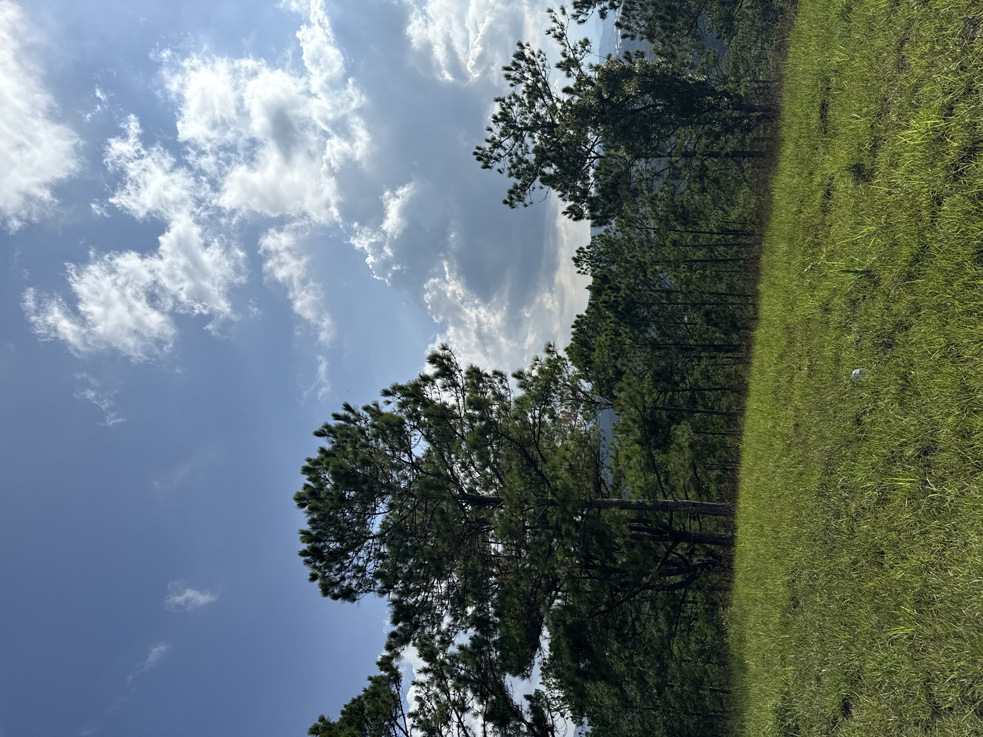 This image presents a natural landscape in Lam Vien - Da Lat, Vietnam, under a daytime sky. The foreground consists of a gently sloped field covered in dense, green grass, illuminated by direct sunlight which creates varying shades. Two small, white, irregularly shaped objects, possibly discarded litter, are visible on the grass, one near the bottom left edge and another towards the bottom right. The midground features a dense forest composed primarily of tall, slender pine trees with dark green needle-like foliage, extending horizontally across the frame. A particularly large pine tree stands prominently on the left side of the forest line. Beyond the treeline on the far right, a hazy, distant landform or urban sprawl is faintly discernible. The sky above transitions from clear, light blue with sparse, wispy white clouds on the upper left to an accumulation of large, bright white and shadowed grey cumulus clouds across the upper right, indicating a mixture of clear and overcast conditions. No human or animal subjects are visible, and no actions or interactions are depicted.