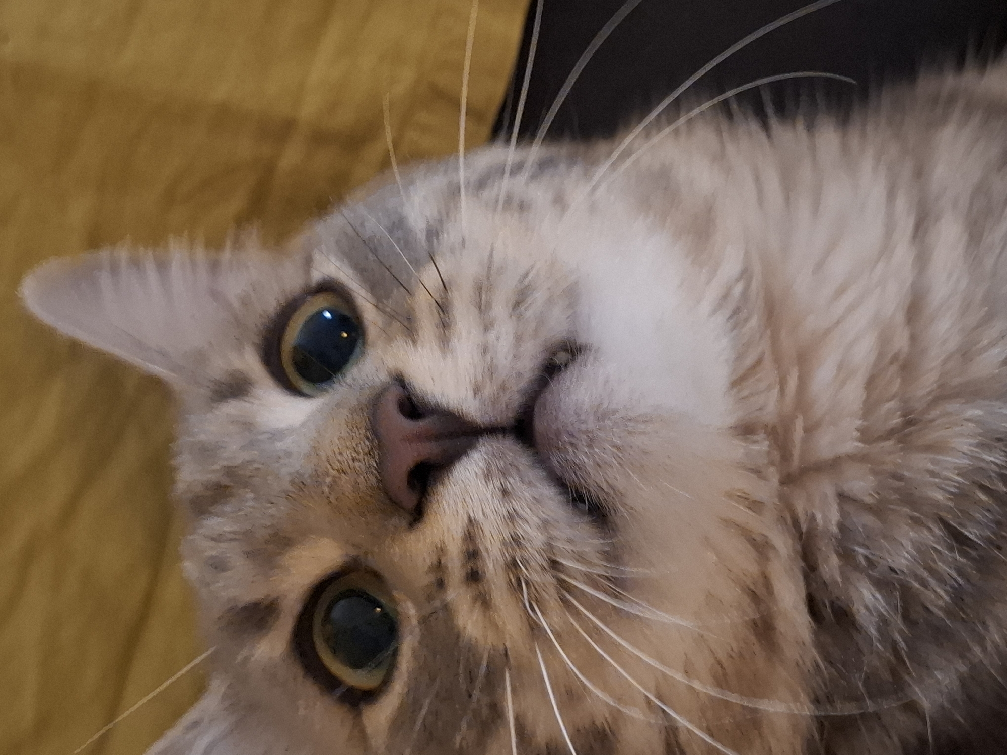 A close-up, eye-level shot shows a tabby cat's face looking upwards with wide, surprised eyes. The cat has light brown and grey fur with darker tabby markings on its forehead and cheeks. Its pink nose is prominent, and its white whiskers are fanned out. The background is out of focus, appearing as a textured yellow surface. The image does not contain any information that would allow for the identification of a specific location in Zemun Urban Municipality, Serbia.