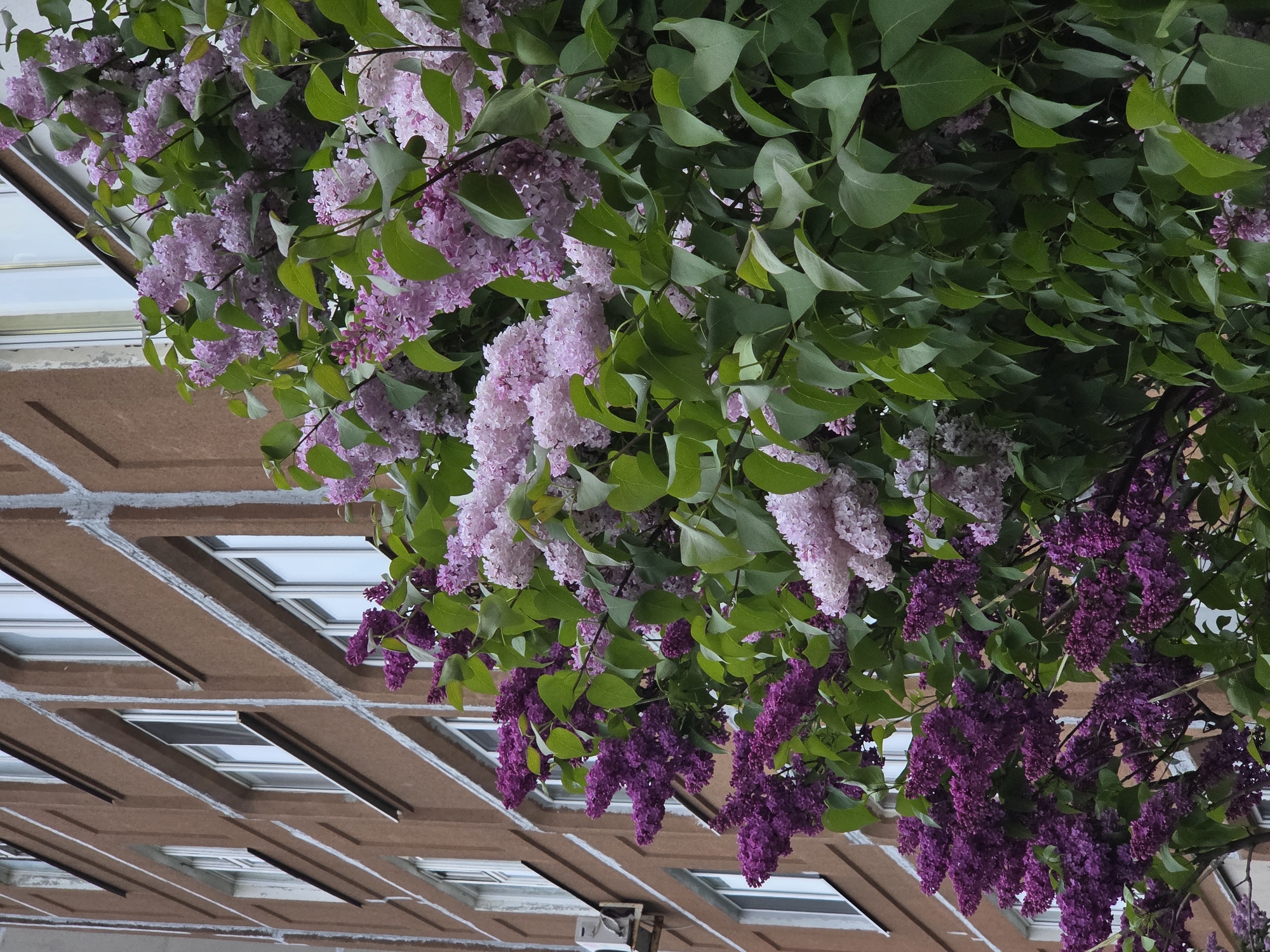 The image shows a building facade partially obscured by lilac blossoms and foliage. The building's exterior is constructed of brown materials with a grid-like pattern of lighter-colored lines forming rectangular divisions. Within these rectangular divisions are what appear to be window openings with white frames. The lilac flowers are varied in color, ranging from light pink to deep purple, and hang in clusters among the green leaves. The perspective is from a low angle, looking upwards towards the building and the overhanging floral display. The city and location are unknown.