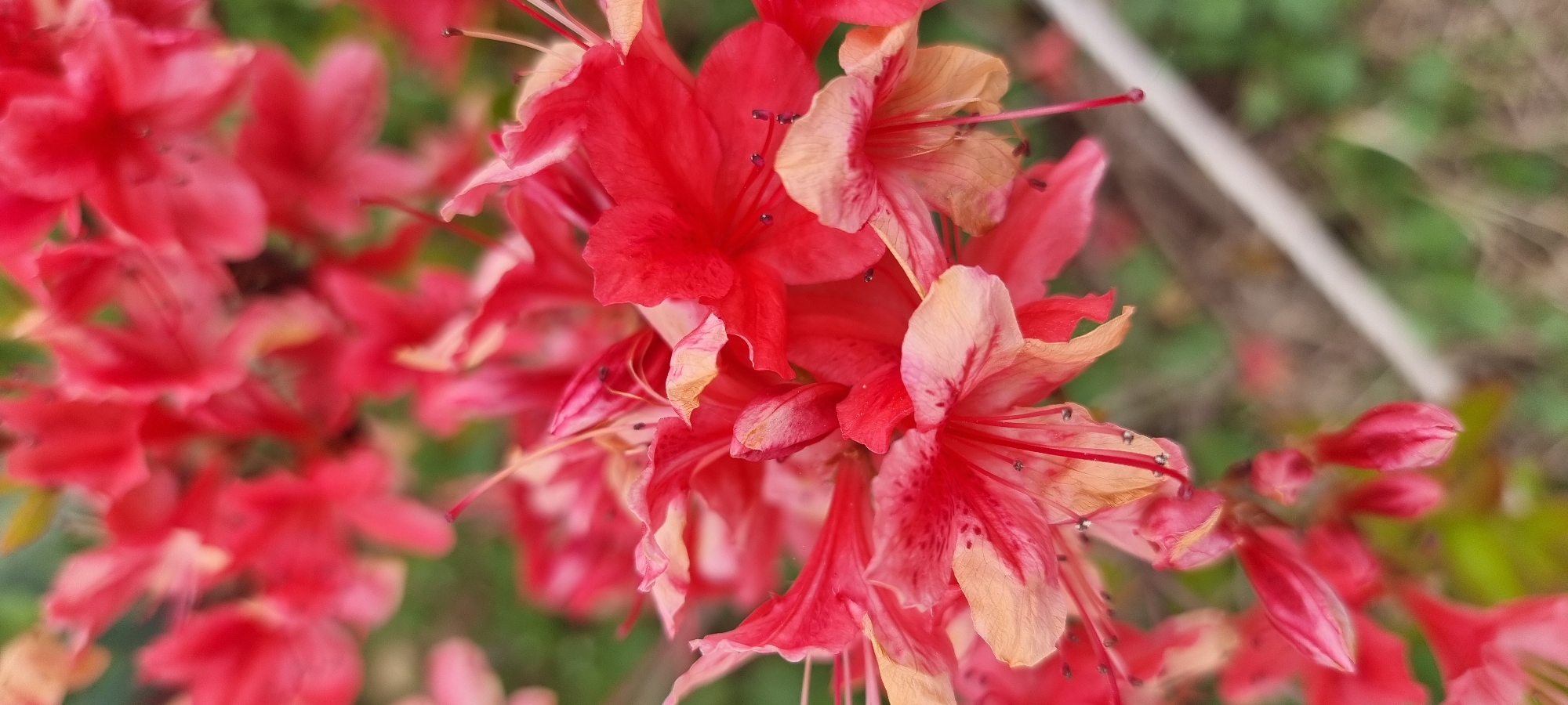 The image shows a close-up of a cluster of red and peach-colored flowers, possibly azaleas, in an outdoor setting. The flowers are in various stages of bloom, with some fully open and others in bud. The background is blurred, suggesting a shallow depth of field and focusing attention on the flowers. The image was taken in Dunnae-myeon, South Korea.