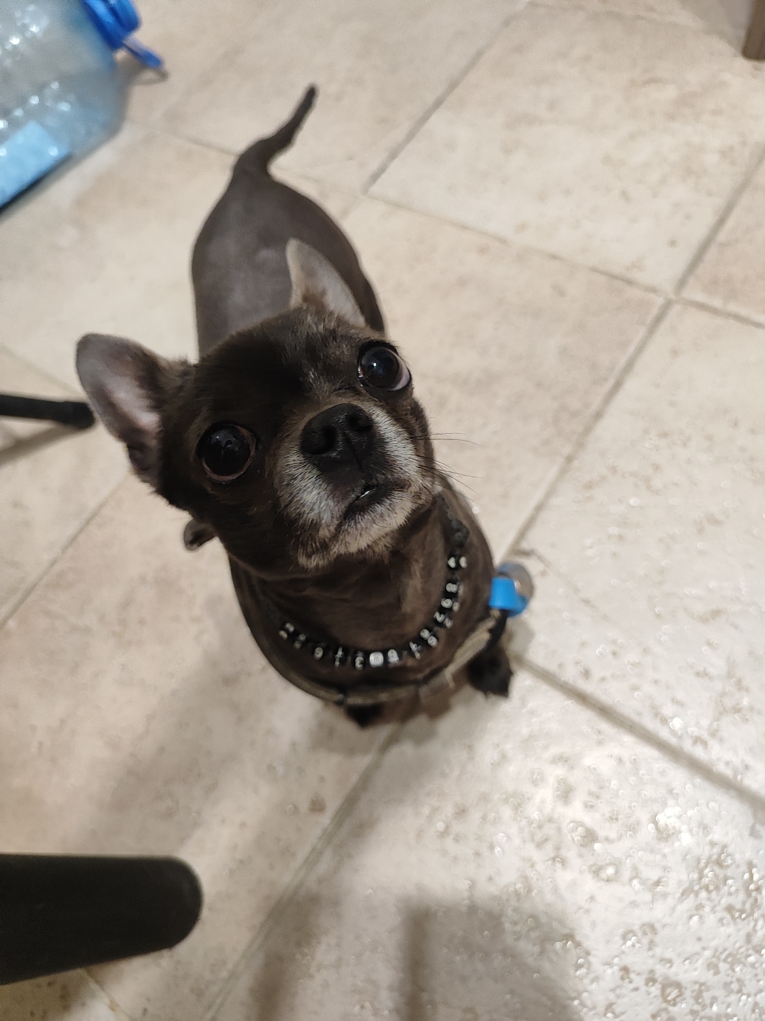 This is a high-angle, medium shot of a small, dark-furred dog, likely a Chihuahua, looking up at the camera. The dog is the central subject, positioned in the lower half of the frame. It has large, dark eyes, pointed ears, and a slightly graying muzzle. The dog is wearing a dark harness or jacket with decorative white studs and a bright blue attachment on the right side.
The dog is standing on a tiled floor. The tiles are light-colored, square, and laid in a grid pattern. There are some faint circular reflections on the tiles, suggesting artificial lighting.
In the upper left corner of the image, a portion of a large, clear plastic bottle with a blue cap is visible. The bottle appears to contain a light blue liquid. To the left of the dog, a dark, out-of-focus object, possibly part of a chair or furniture, is visible.
The overall impression is of an indoor setting, possibly a home, given the tiled floor and furniture. The lighting suggests it could be daytime or evening. The dog's upward gaze and wide eyes convey a sense of attentiveness or perhaps a plea for attention. There is no visible text in the image. The location context of Almaty, Kazakhstan, does not provide any specific visual cues within the image itself.