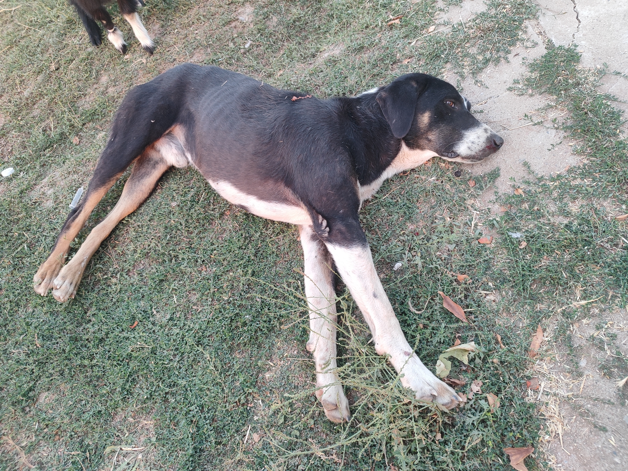 A black and tan dog is lying on its side on a patch of dry grass and dirt. The dog is facing to the right and its eyes are open. Its legs are splayed out. There is another dog's legs visible in the upper left corner of the image. The environment appears to be outdoors, possibly in a park or yard. The lighting suggests it is daytime.