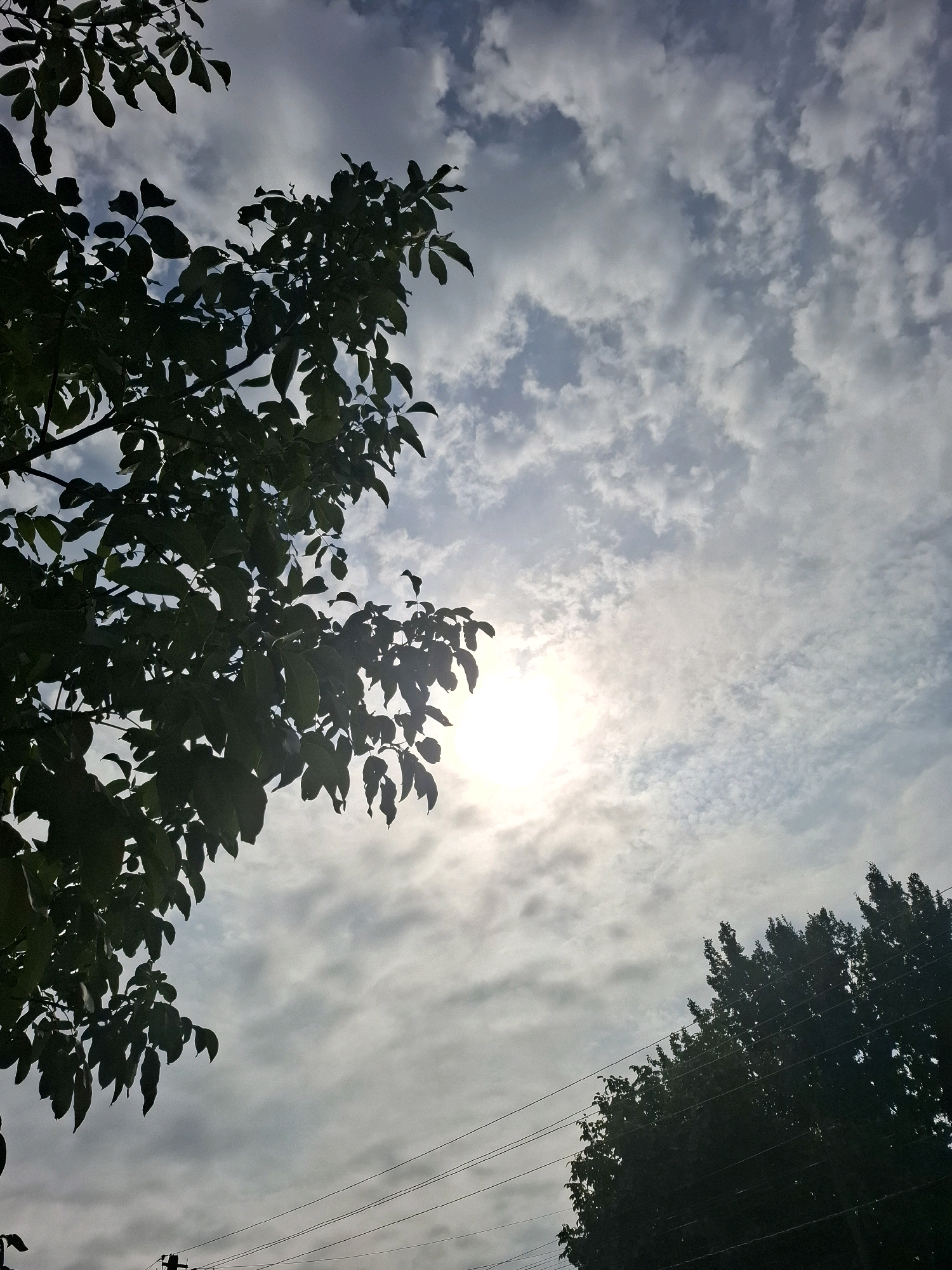 The image captures a sky view from the city of Almaty, Kazakhstan, looking upwards. The sky is partially obscured by the dark silhouettes of tree branches and leaves in the foreground and mid-ground. A bright sun shines through the clouds, creating a halo effect and illuminating the patchy, white and gray cloud cover. In the lower right portion of the image, the dark silhouette of another tree is visible, with several power lines running horizontally across the scene in the bottom half. The overall lighting suggests either early morning or late afternoon.