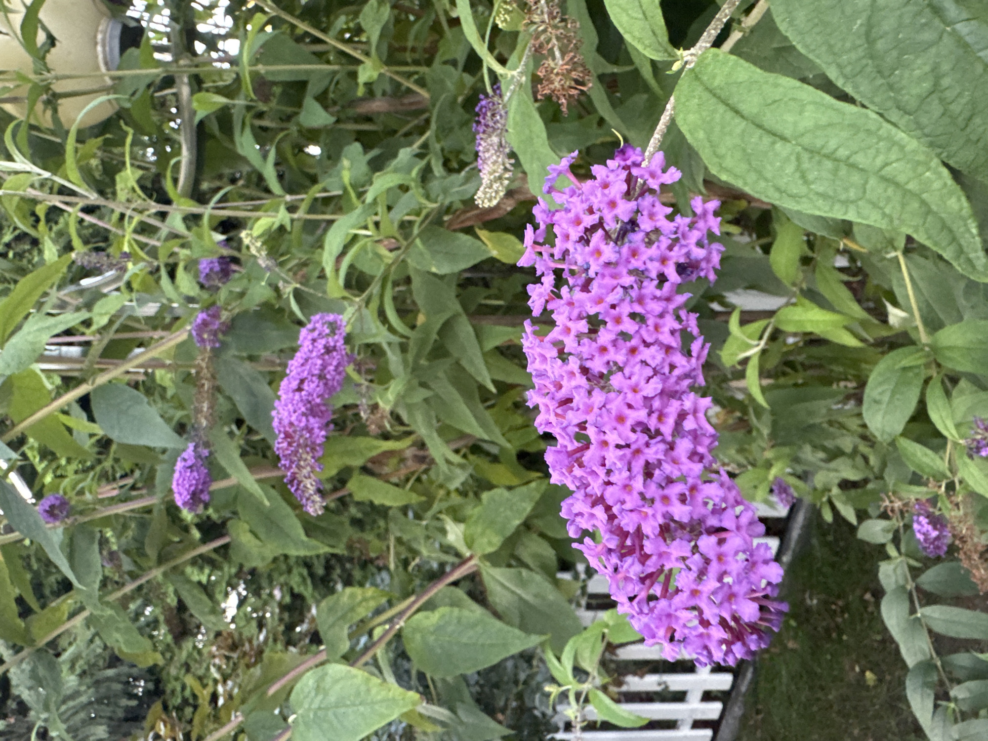 The image shows a close-up of a blooming butterfly bush with clusters of small, vibrant purple flowers. The bush has green leaves and stems. In the background, there are more branches and leaves of the same bush, as well as some out-of-focus greenery. A white picket fence is visible on the left side of the image, and a patch of grass is behind it. The scene appears to be a garden or yard, possibly in a residential area. The time of day seems to be late afternoon or early evening, given the lighting. No people or animals are present in the image. The location is identified as Sary-Oy, Kyrgyzstan.