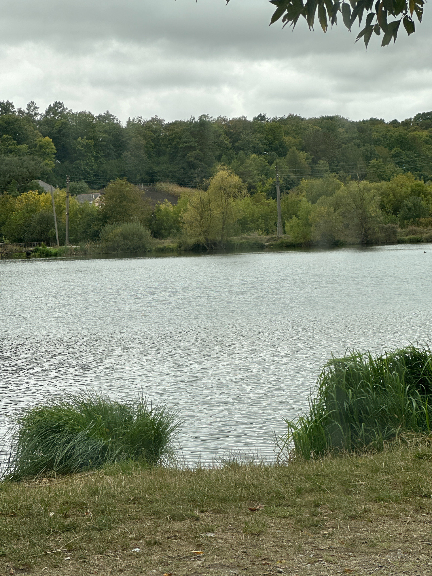 The image depicts a natural scene on a cloudy day, likely in Makiv, Ukraine, featuring a body of water with rippling surfaces. The foreground is dominated by a grassy bank with patches of dry grass and some scattered debris. Two clusters of tall green reeds are prominent on the right and left edges of the bank, with one large clump of reeds leaning over the water on the left. The middle ground is occupied by a large lake or pond, reflecting the overcast sky and the surrounding vegetation. In the background, a dense line of trees forms a natural border along the far side of the water. Some buildings, possibly houses, are partially visible amidst the trees, along with utility poles and wires. The sky is filled with heavy, gray clouds, suggesting overcast or possibly rainy weather. There are no people or animals readily visible in the main body of the image, though a small dark object, potentially a bird, is visible on the far right of the water.