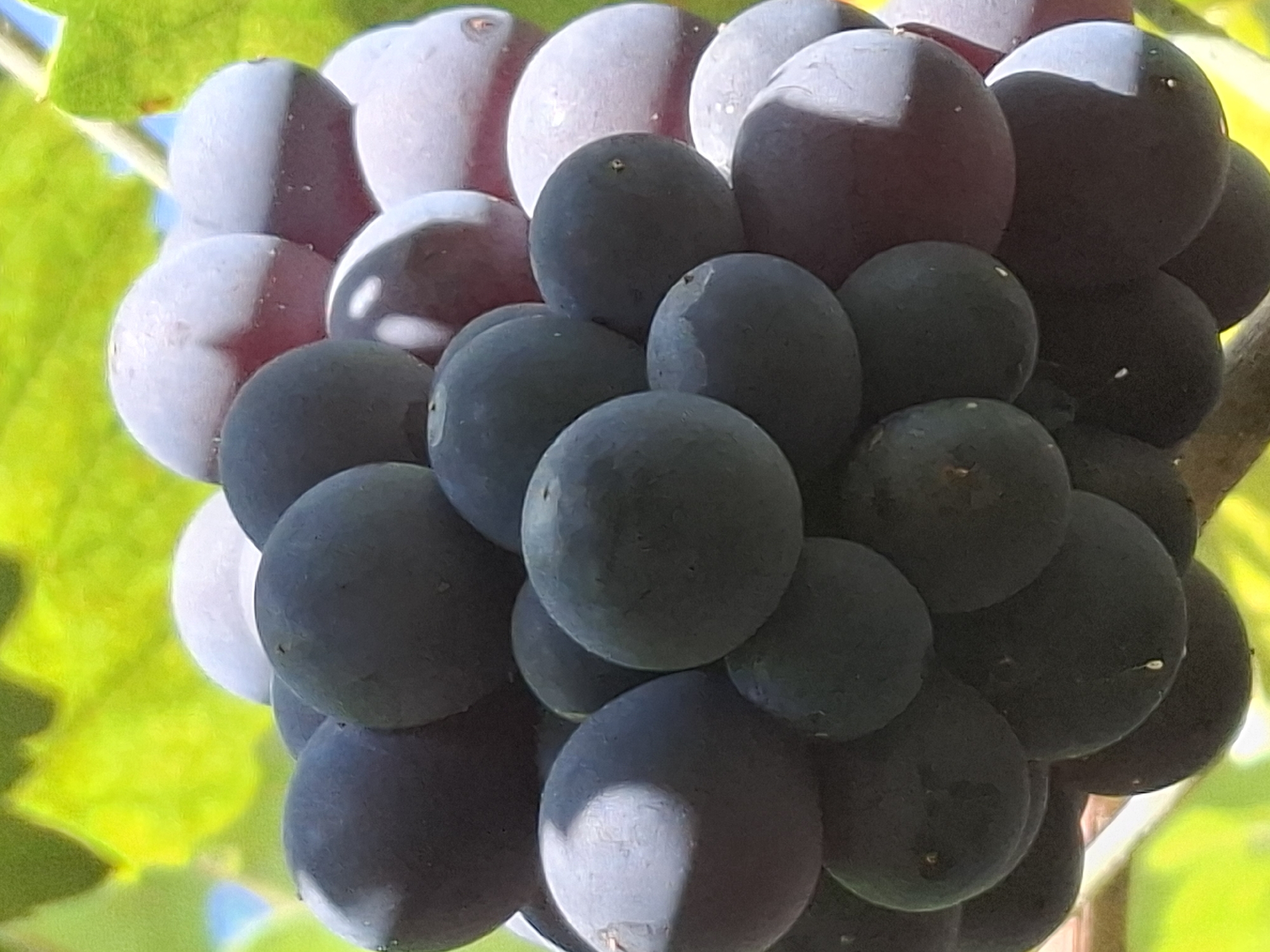 A close-up, low-angle shot captures a bunch of dark purple grapes hanging on a vine, illuminated by natural sunlight. The grapes are spherical and clustered tightly together, with some appearing slightly lighter due to the light reflecting off their surfaces. The background consists of out-of-focus green grape leaves and a hint of blue sky, suggesting an outdoor setting. The image does not provide any visual cues that would allow for the identification of a specific location within Almaty, Kazakhstan.