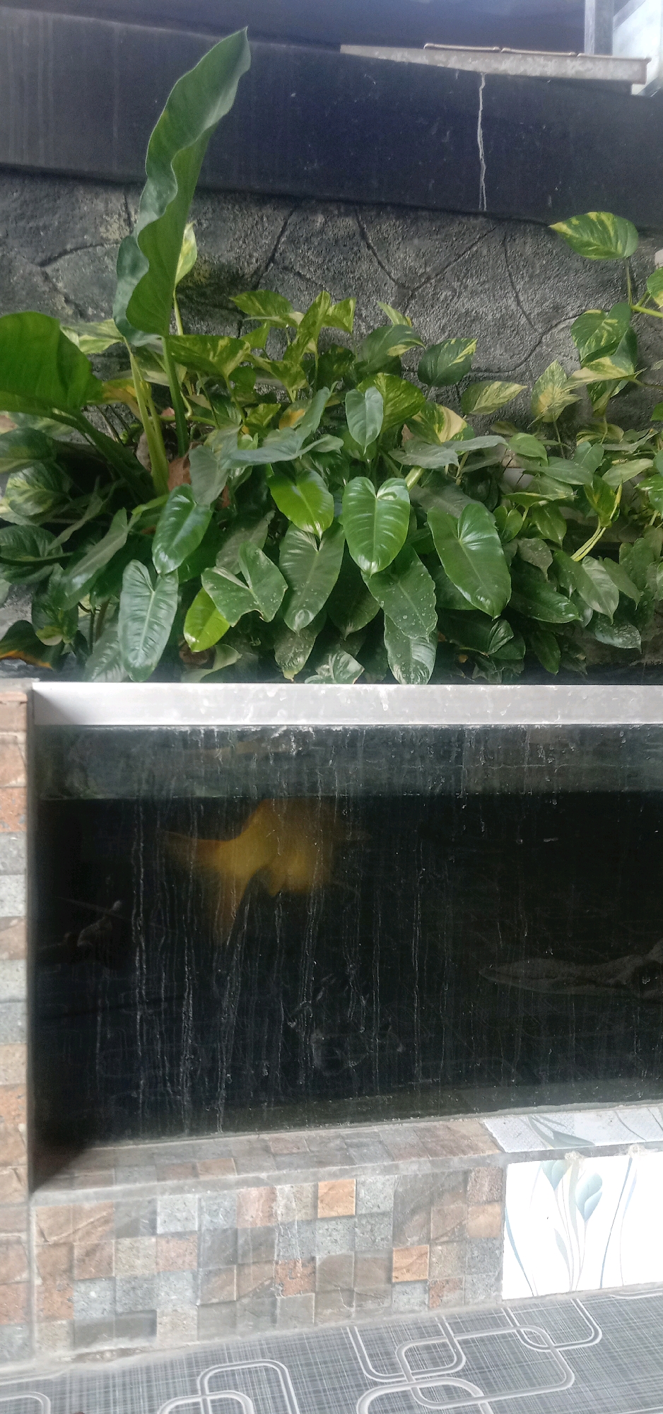 In Cangkring Rembang, Indonesia, a photo captures an outdoor scene featuring a large, rectangular aquarium in the foreground. The aquarium is filled with dark water, and a large, golden-orange fish is partially visible swimming inside. The aquarium is framed by a decorative tiled border on the bottom and sides. Behind the aquarium, a lush green wall of plants is densely packed. These plants, a mix of broad-leafed varieties, are situated against a rough, textured gray stone wall. The overall impression is of a decorative outdoor feature, possibly a pond or water garden element, integrated into a residential or public space.