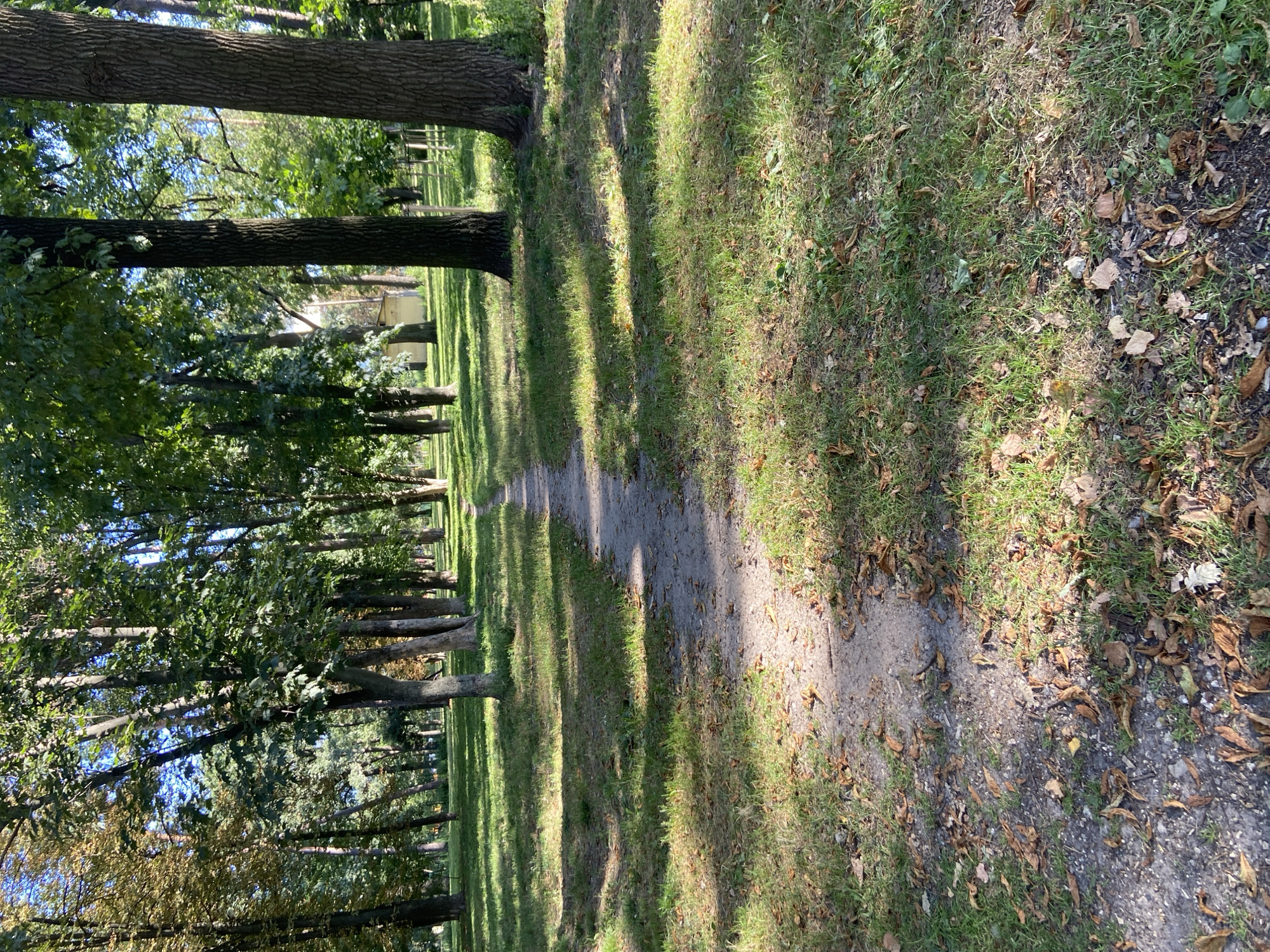 The image depicts a sun-dappled pathway winding through a park with mature trees. The pathway is made of dirt and gravel, with fallen leaves scattered across it, indicating an autumn or late summer setting. Lush green grass borders the path, with patches of dry leaves and some fallen branches visible. The trees are tall and their canopies create dappled shade on the ground. The overall scene suggests a tranquil park environment. While not explicitly identifiable, the architectural style of the small building visible in the background, a low, light-colored structure, is consistent with some park facilities found in Kyiv, Ukraine. The presence of mature trees and well-maintained pathways is characteristic of many public parks in the city.