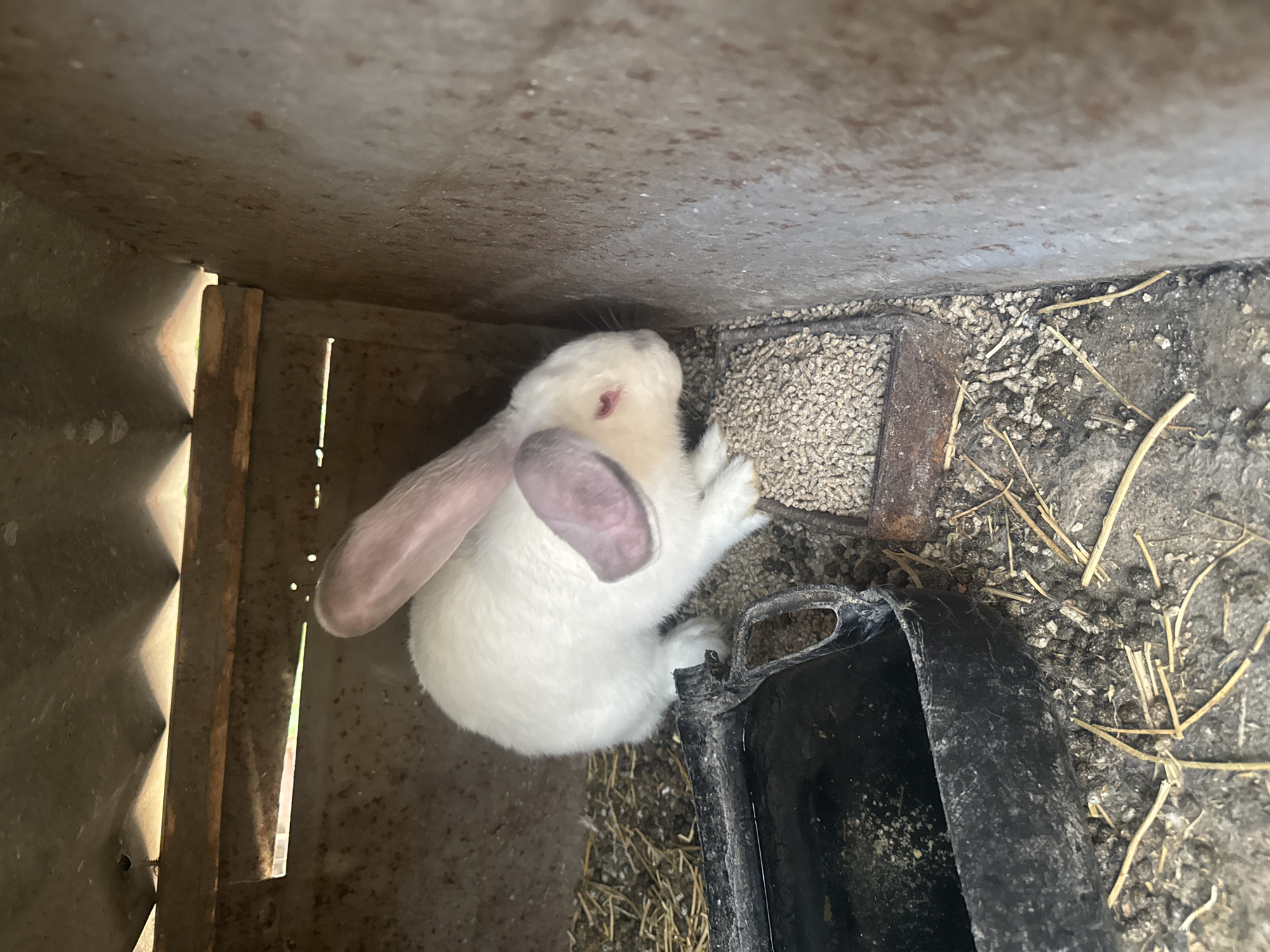 A white rabbit with pink ears is in a cage in Sarnevo, Bulgaria. The rabbit is next to a metal feeder full of pellets. There is a black water dish and some hay on the floor of the cage. The cage appears to be made of metal and wood.