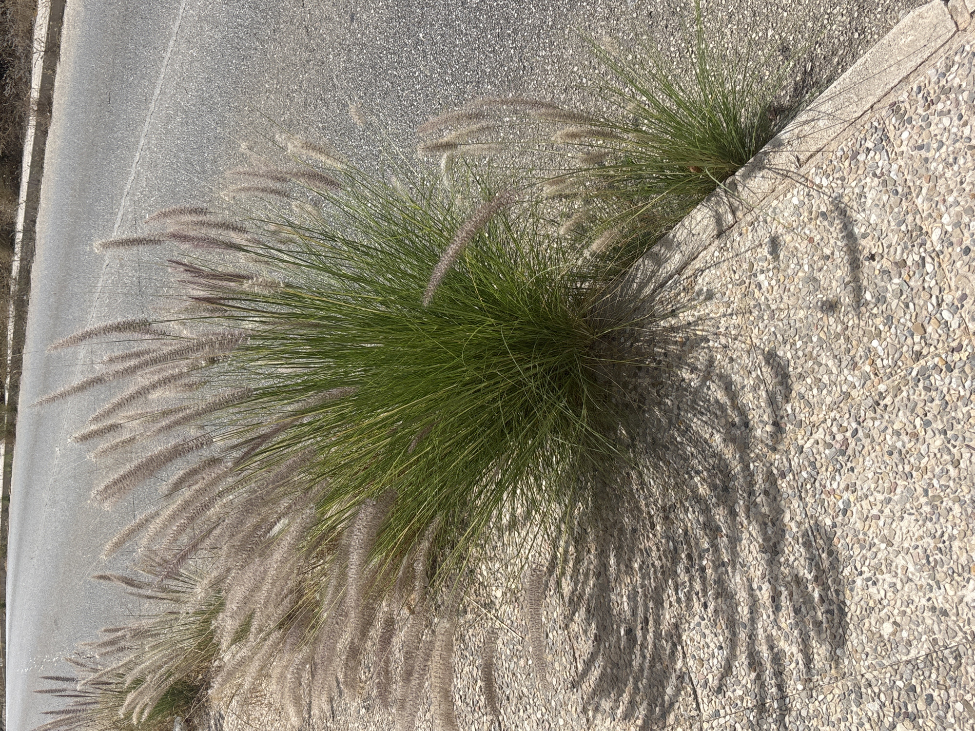 In the city of Unknown, Unknown, a close-up shot captures a patch of ornamental grass, likely Fountain Grass, growing along the edge of an asphalt road. The grass, with its feathery plumes and green blades, casts elongated shadows across a textured, pebble-like concrete walkway. The scene is bathed in bright sunlight, creating a high contrast between the illuminated areas and the shadows. The background shows the grey asphalt of the road, stretching into the distance, and a strip of dry vegetation bordering the far side of the road. There are no people or animals visible in the image.