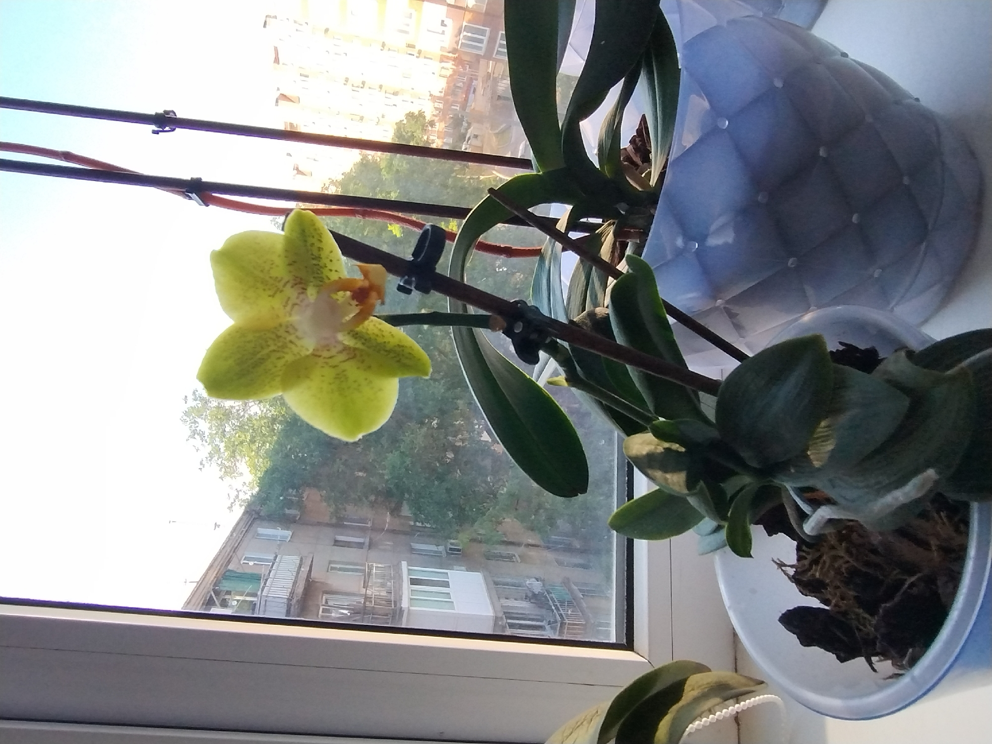 An extreme close-up shot shows a pale green orchid with speckles of red and orange in its center, blooming on a thin stem against a bright, blurry background of buildings and trees seen through a window. The orchid is supported by thin, dark brown stakes, with black clips holding it in place. In the foreground, the lush green leaves of other orchids are visible, some in pots, one with a decorative white beaded strand draped over it. One pot is made of white plastic with a quilted pattern, while another is a simple white pot filled with moss and bark. The scene appears to be on a windowsill, bathed in natural light.