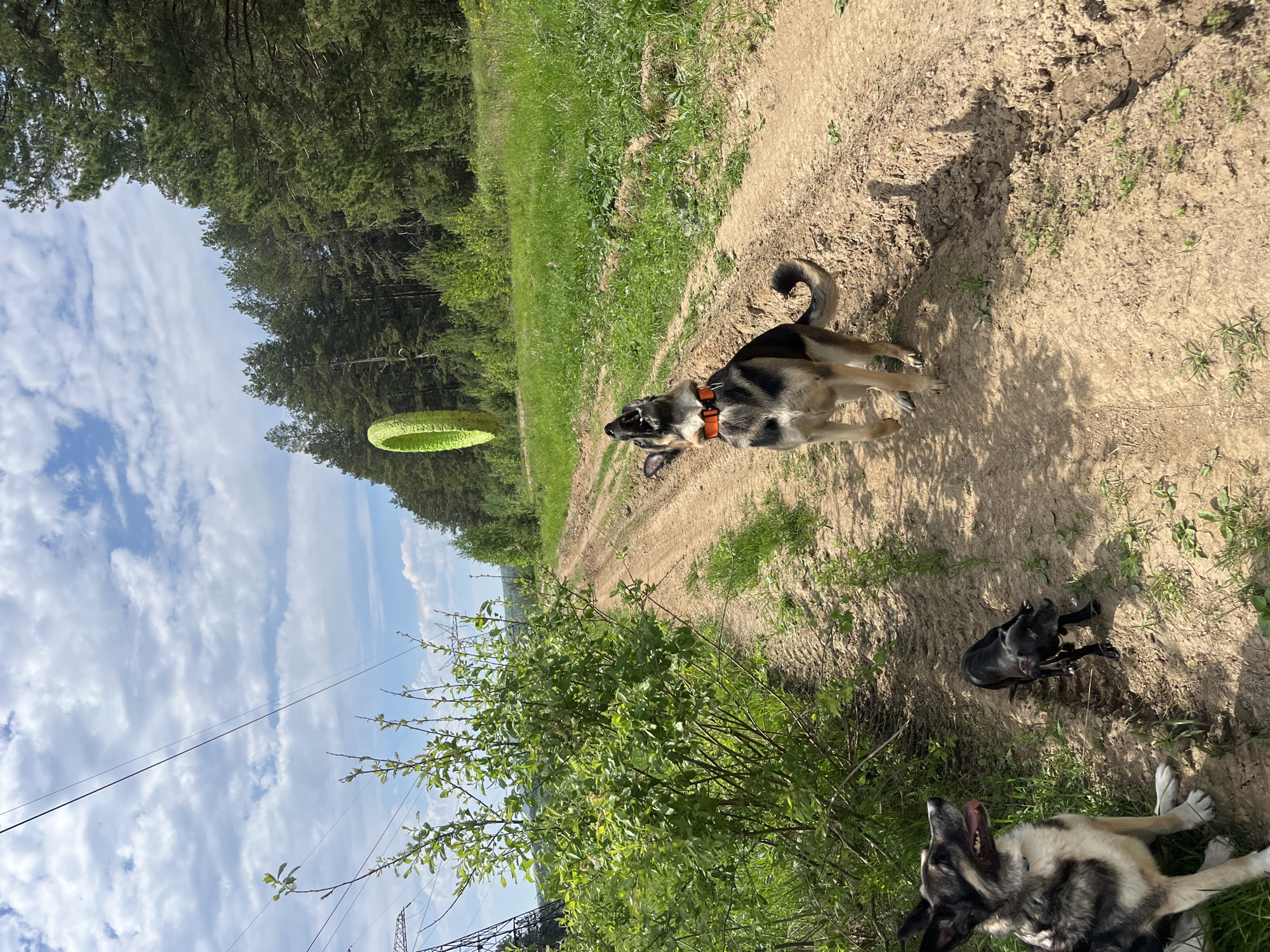 The scene depicts a dirt path bordered by green vegetation and a forest in the background. Three dogs are present. One German Shepherd-type dog stands on the path facing left. A small black dog sits near the path. A third dog of similar breed to the first lies on the ground. In the sky is a green object. Power lines and a tower are visible in the lower left portion of the frame. The location is likely Nizhny Tagil, Russia.