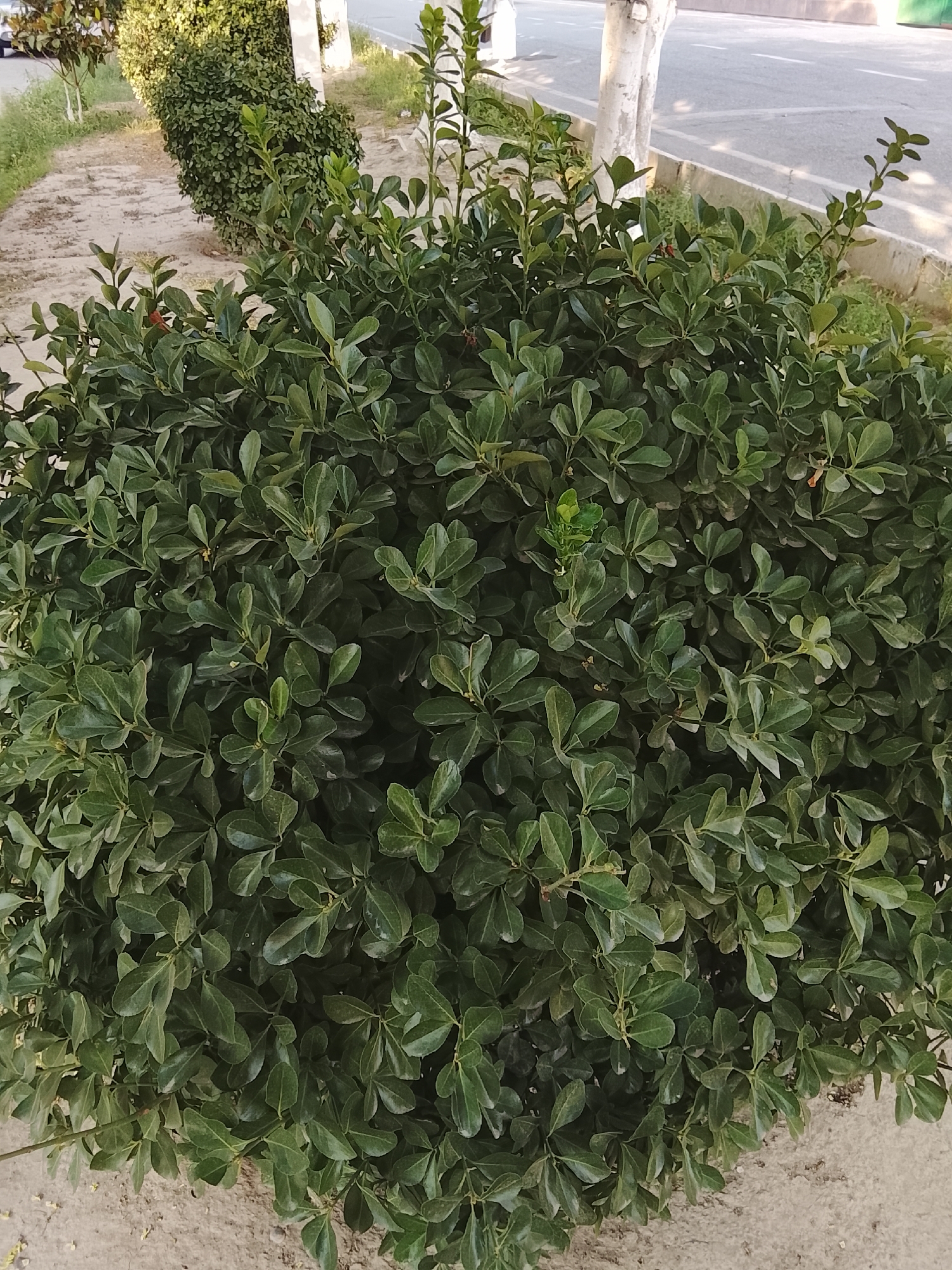 The image shows a dense, green shrub in a city setting. The shrub has small, oval, dark green leaves and is meticulously pruned into a rounded shape. It appears to be part of a landscaped area, possibly along a sidewalk or street. In the background, a paved walkway or road is visible, along with what appears to be a concrete curb and some trees. The lighting suggests it is daytime, with shadows indicating the sun's position. The environment is urban, with signs of infrastructure like pavement and trees commonly found in city parks or street-side plantings. There are no people or animals visible in the frame. The overall impression is one of a well-maintained urban green space.