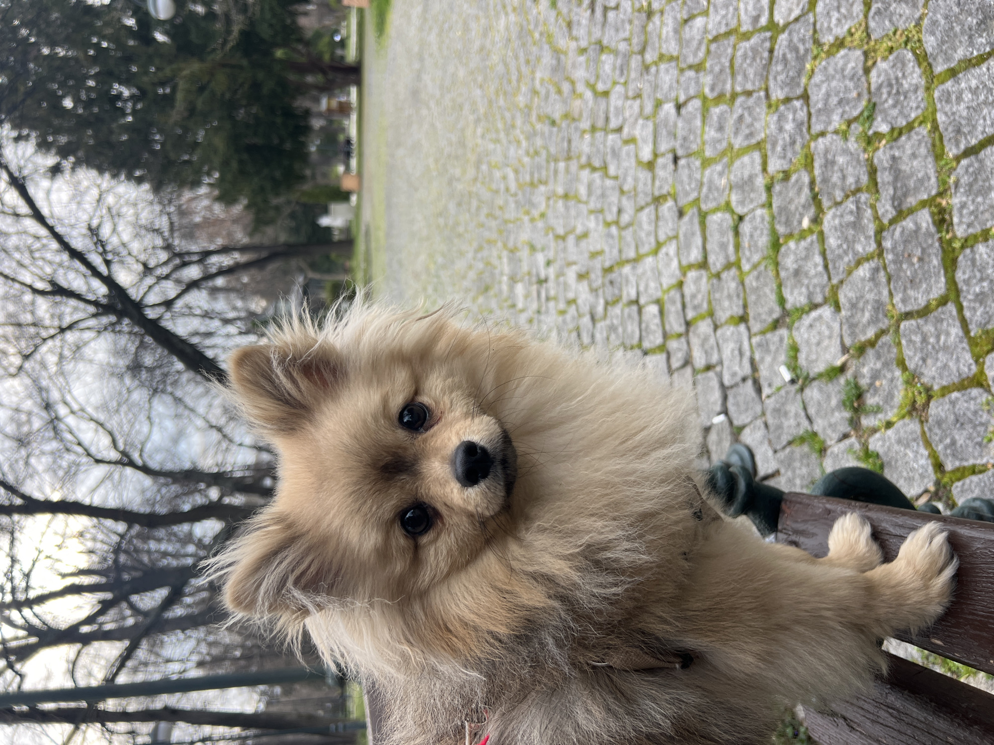 A medium shot captures a Pomeranian dog seated on a wooden bench in a park. The dog's gaze is directed forward, with its paws resting on the bench's edge. In the background, a cobblestone pathway extends into the distance, bordered by trees lacking foliage, suggesting it is winter or early spring. Additional park elements, such as benches and greenery, are seen in the periphery. The scene is located in a park in Plovdiv, Bulgaria.