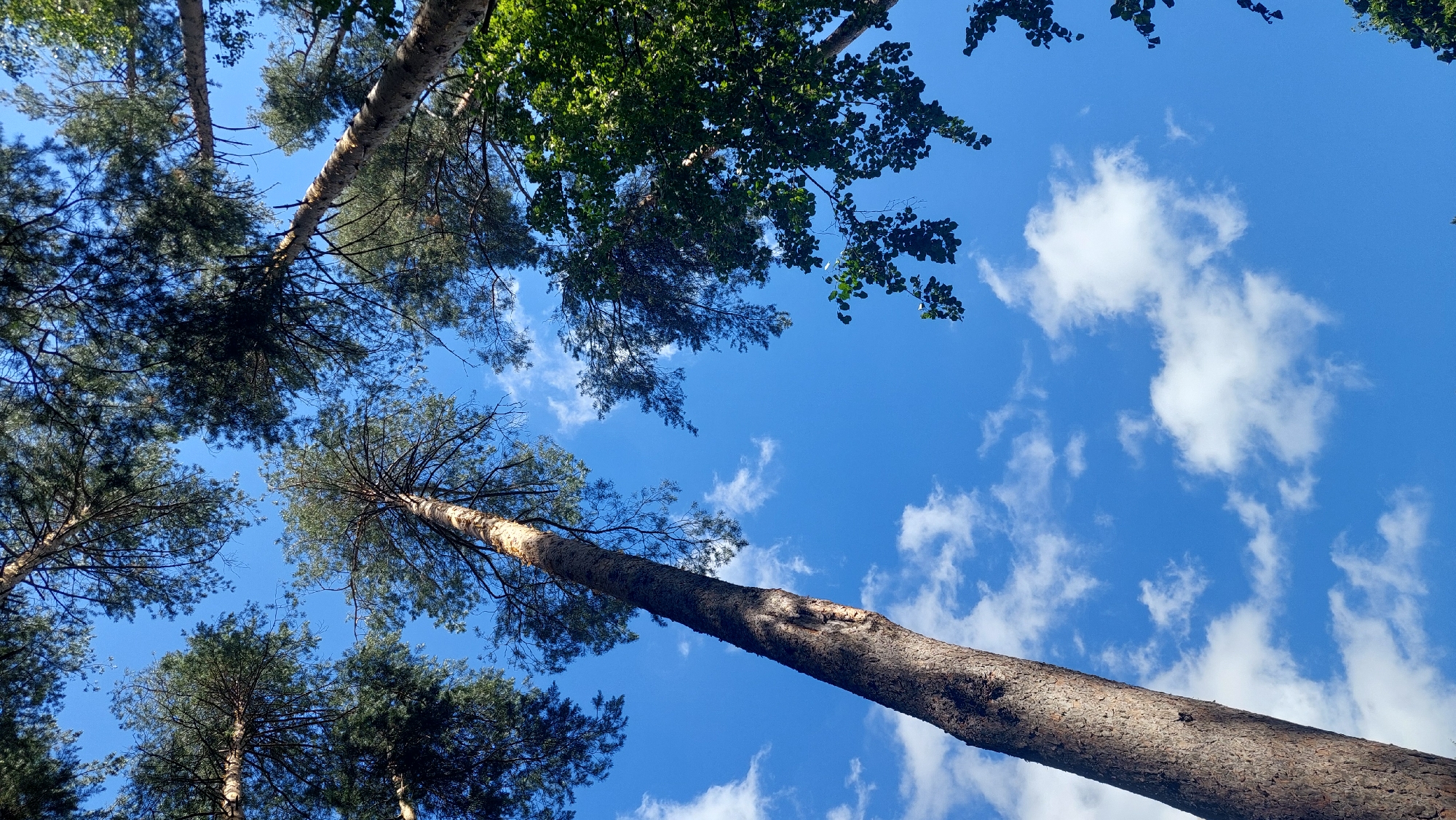 A low-angle perspective shot captures a clear blue sky with scattered white clouds, viewed from beneath a canopy of tall pine trees. The trunks of the trees are prominent in the frame, with rough, textured bark. The branches and needles of the pines stretch towards the sky, some in sharp focus and others blurred by the perspective. The scene is set in Potashnaya Polyana, Russia, suggesting a natural, wooded environment within or near the city. No people or animals are visible in the image.