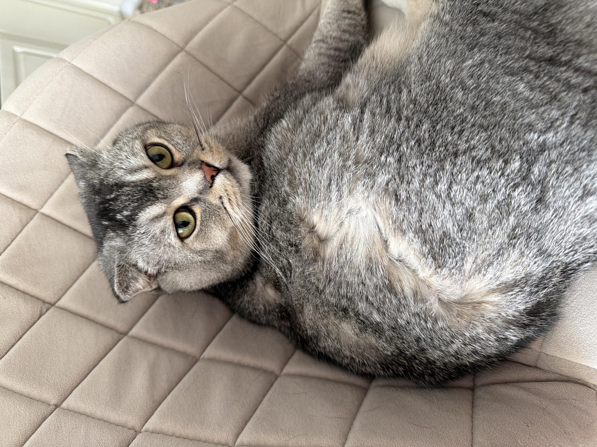 The image shows a grey tabby cat lying on its back on a beige, quilted surface, likely a chair or a bed. The cat has green eyes, a pink nose, and distinctive tabby markings on its face and fur. Its ears are slightly folded, characteristic of a Scottish Fold breed. The cat is looking up towards the camera with a relaxed and perhaps curious expression. The background is slightly blurred, but hints of a white wall and possibly furniture can be seen. The lighting suggests it is daytime, and there are no indicators of specific weather conditions. The overall scene is domestic and peaceful. No text is visible in the image.