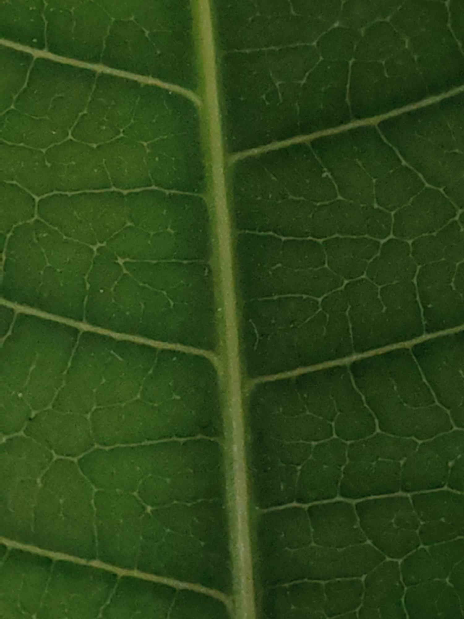 The image shows a close-up of a green leaf. The central vein runs vertically through the middle of the image, with smaller veins branching out on both sides. The texture of the leaf surface is visible. There are no indications of city, place or human activity.