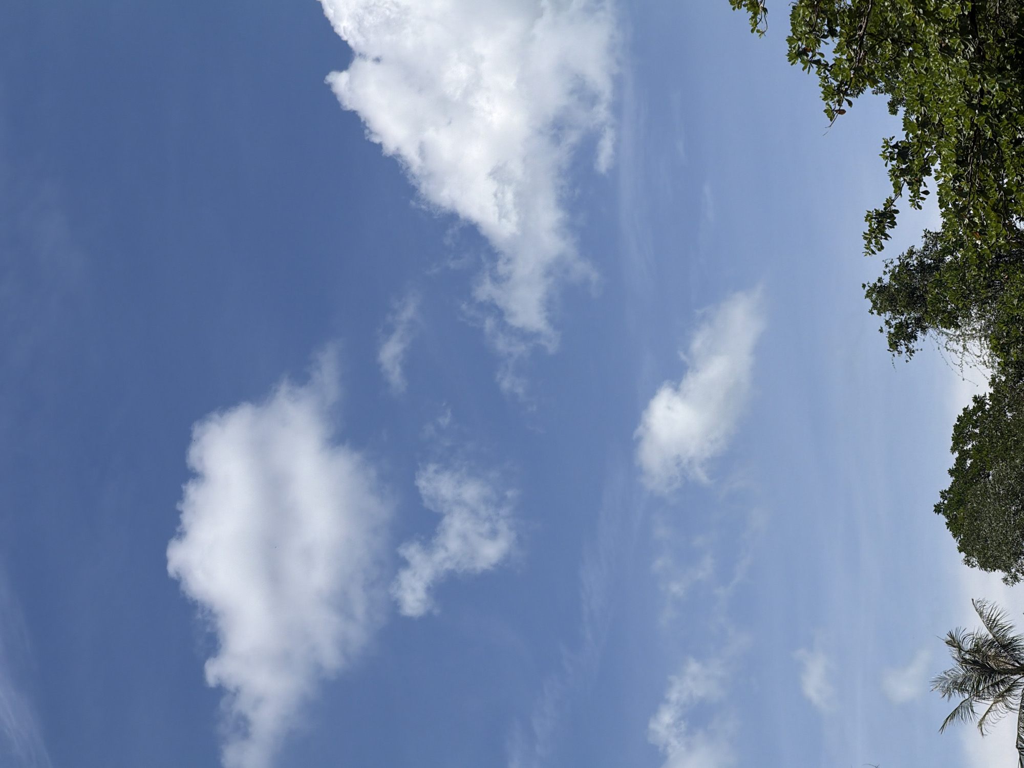 A bright, sunny day in Baan Bo Phut, Thailand, is depicted in this vertical, medium-angle outdoor shot. The upper two-thirds of the frame are dominated by a clear blue sky, punctuated by several fluffy white cumulus clouds scattered at various distances. In the lower third of the image, the lush green canopy of tropical trees occupies the horizon. The foliage is dense and varied, with the distinctive fronds of a palm tree visible on the left, and the broader leaves of other trees to the right. The scene is devoid of any people or structures, presenting a natural landscape under a vibrant sky.