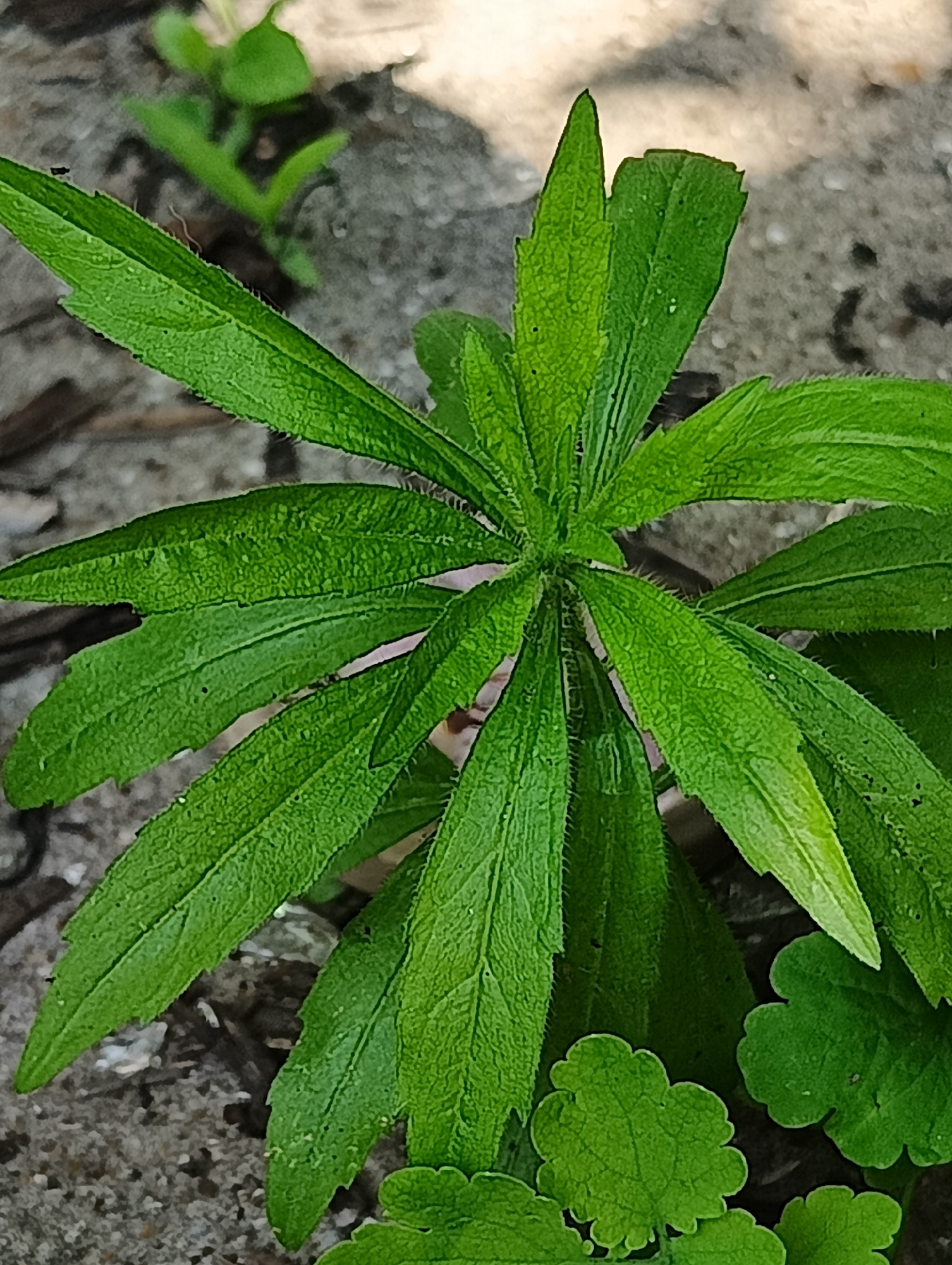 A close-up, high-angle shot captures a vibrant green plant with elongated, lance-shaped leaves arranged in a rosette pattern. The leaves are distinctly serrated along their edges and appear to have a slightly hairy or textured surface, visible in detail within the provided crops. Several leaves show small imperfections or holes. The plant is rooted in a gritty, possibly sandy or gravelly soil, interspersed with what looks like small stones and dry organic matter.
In the bottom right corner and foreground, another type of plant with rounded, scalloped, bright green leaves is visible, contrasting with the main subject's leaf shape. Further in the background, out of focus, are hints of other green foliage and the textured ground. The lighting suggests it is daytime, with bright conditions illuminating the plants. There are no human subjects, man-made objects, or discernible text in the image. The scene depicts a natural outdoor environment, possibly a garden bed, disturbed ground, or a roadside verge.