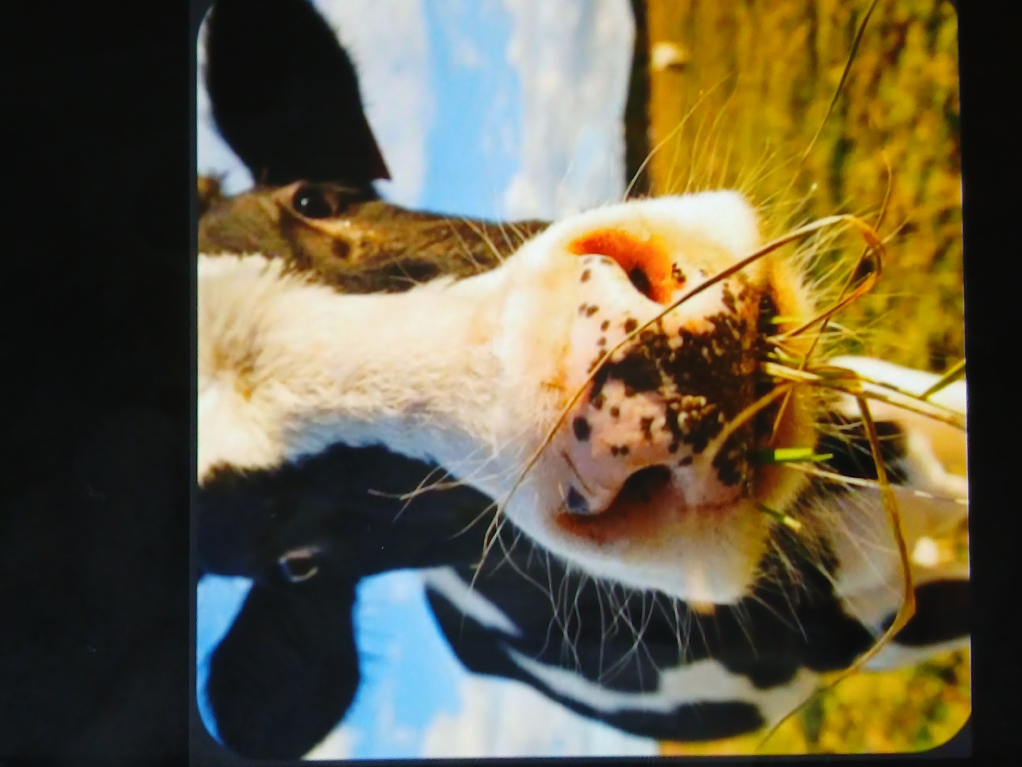 The image shows a close-up of a black and white cow's head with its nose facing the camera. The cow is eating grass. The background is blurred, showing a field with blue sky. There is no indication of the city of Bengaluru, India in the image.